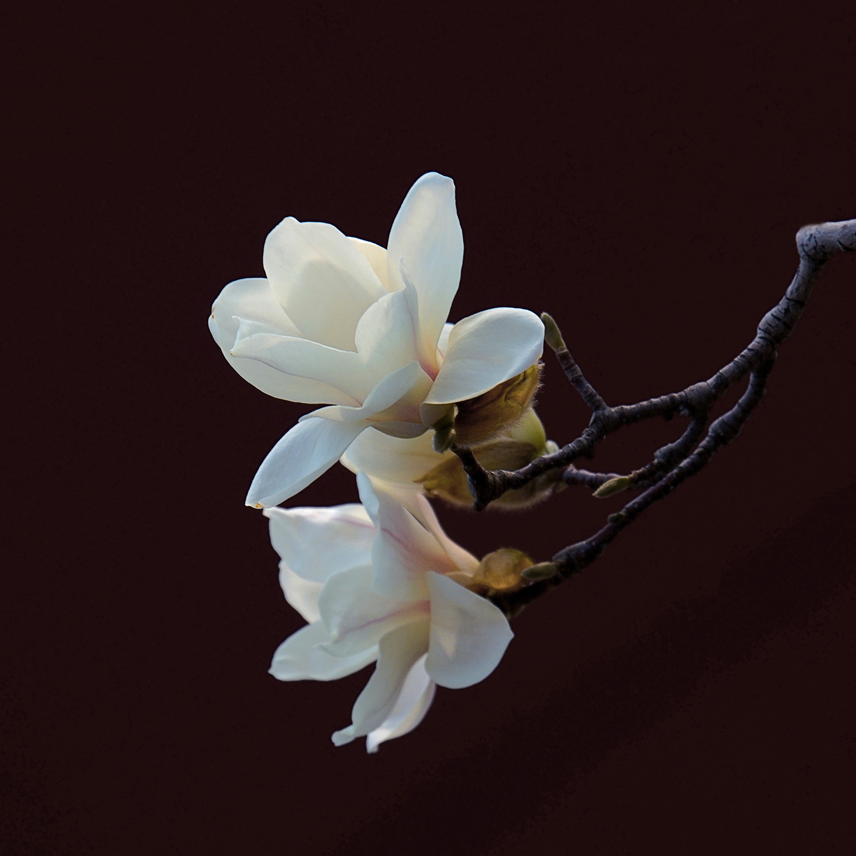 Sony 70-400mm F4-5.6 G SSM II sample photo. 【原摄】新华门红墙外的白玉兰 长安街新华门到天安门的红墙之外有数十株玉兰，是北京最早开放的玉兰，现... photography