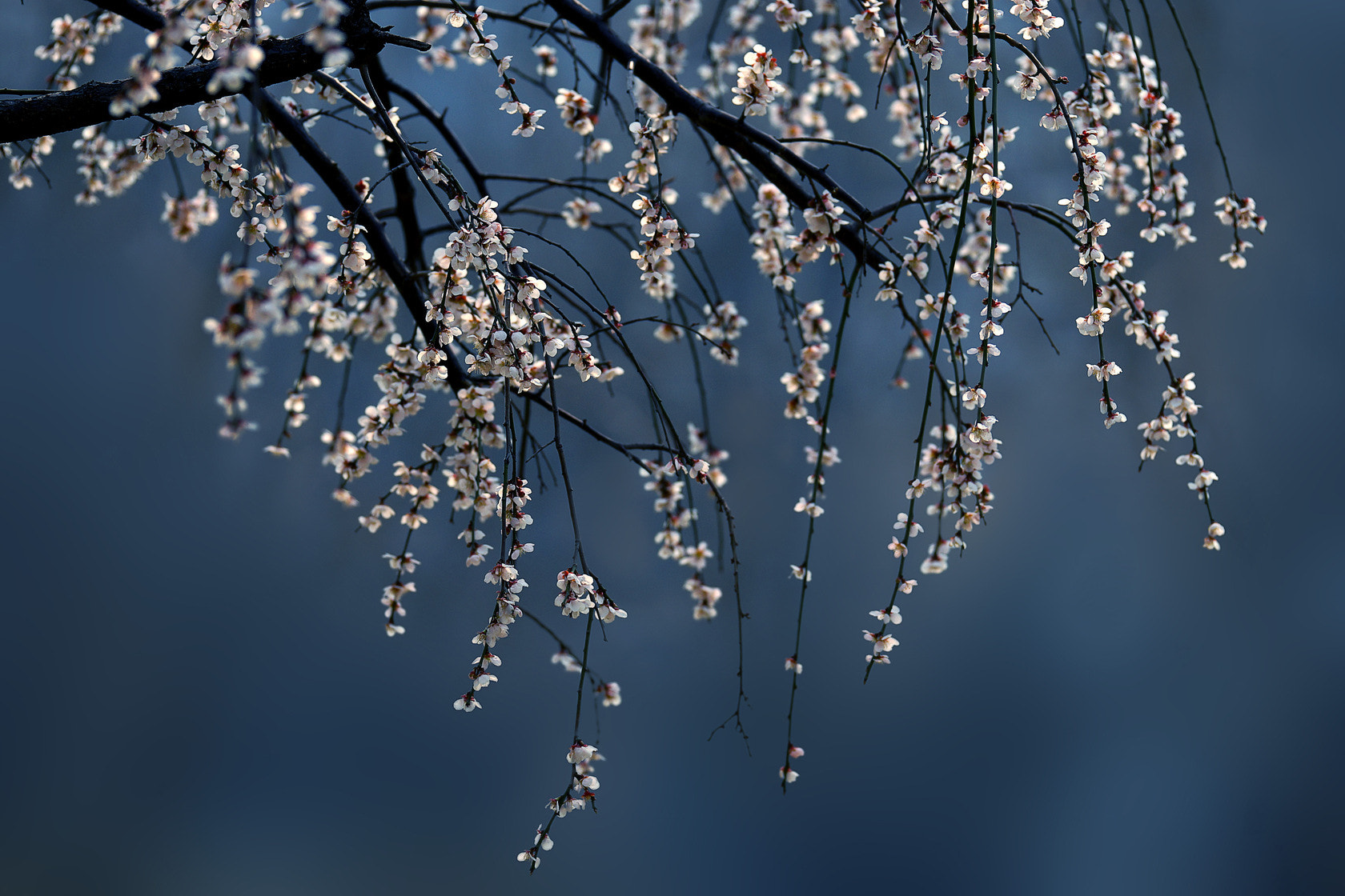 Sony a99 II + Sony 70-400mm F4-5.6 G SSM II sample photo. 【原摄】春的气息 photography