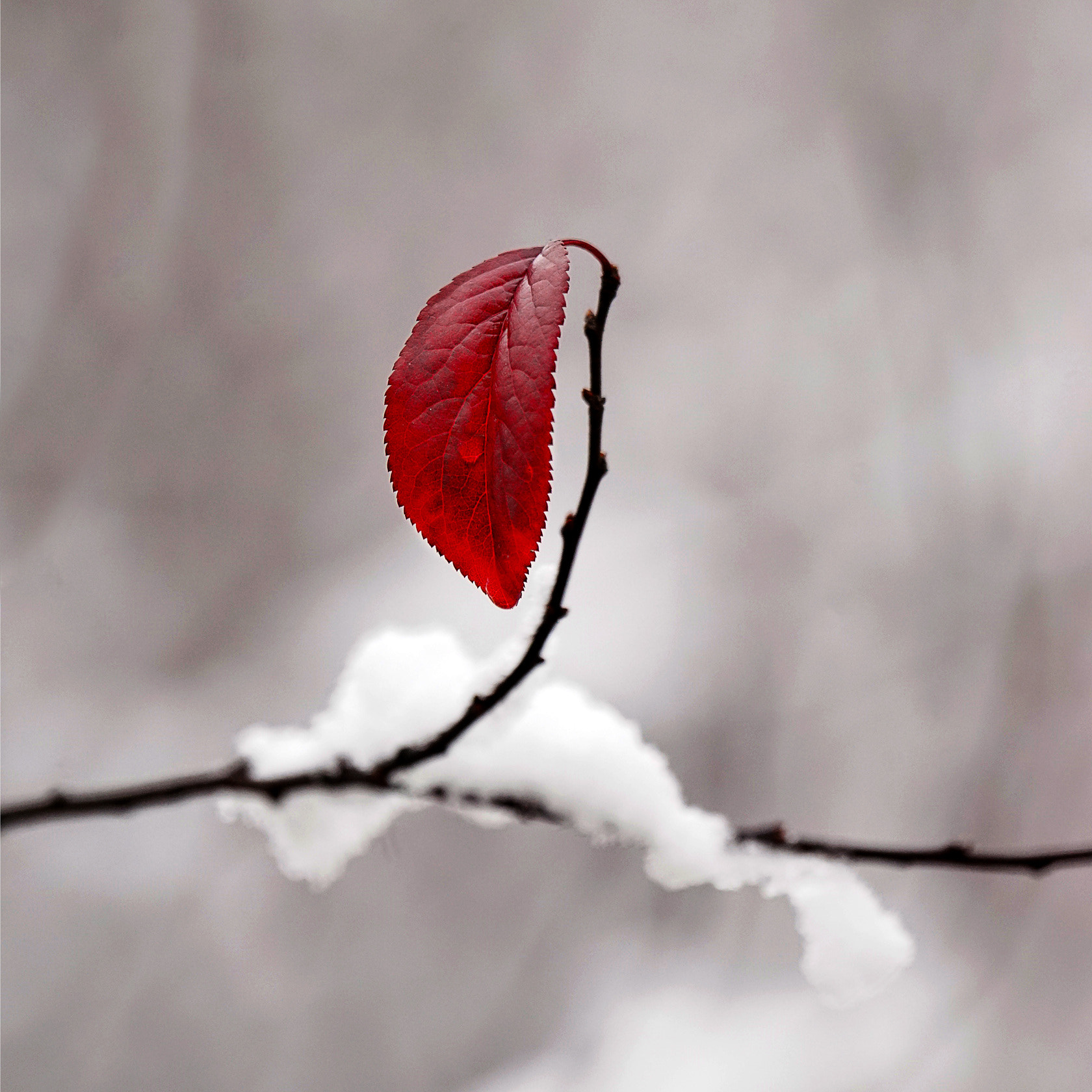 Sony 70-400mm F4-5.6 G SSM II sample photo. 【原摄】雪中含泪的红叶（武汉梅园） 凌厉的秋风染红了我，我坚强的立在枝头迎接寒冬的来临，哦，雪来了... photography