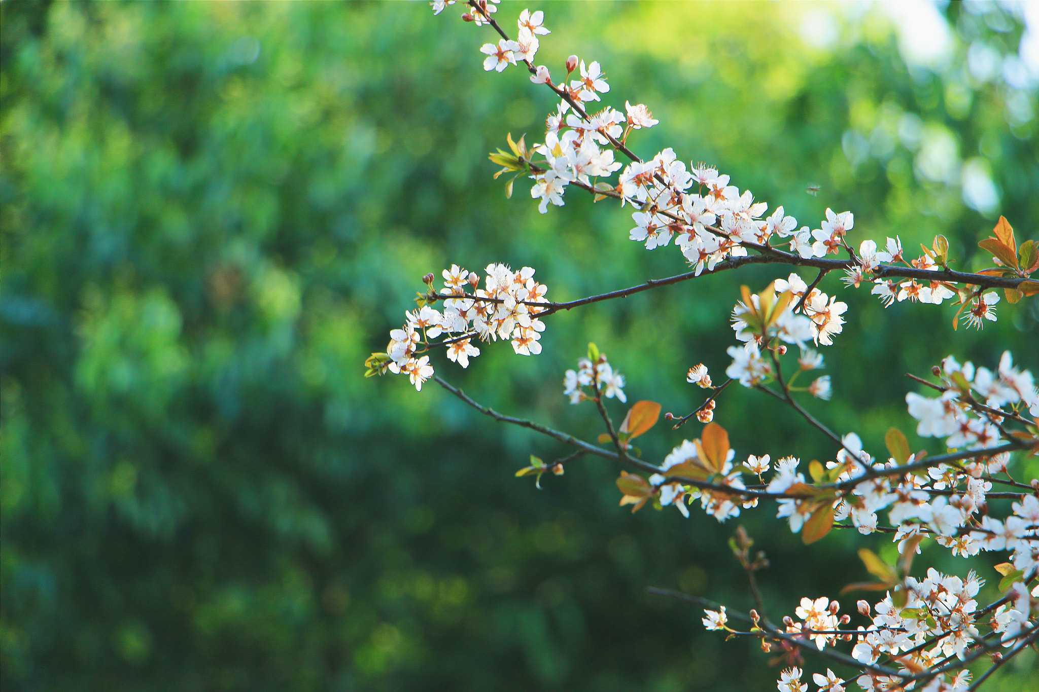 Canon EF 70-200mm F2.8L IS USM sample photo. 那些花儿 photography