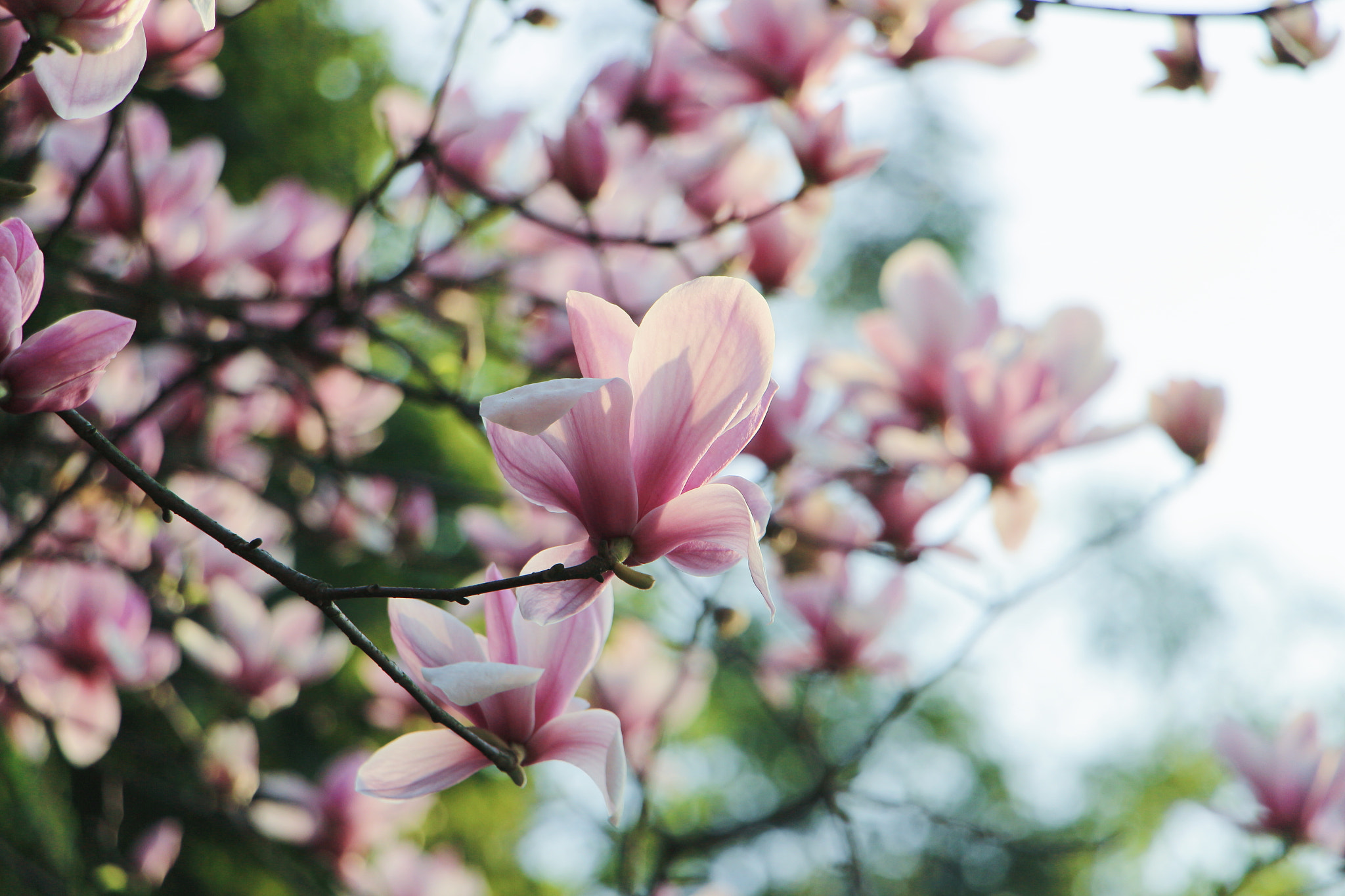 Canon EF 70-200mm F2.8L IS USM sample photo. 那些花儿 photography