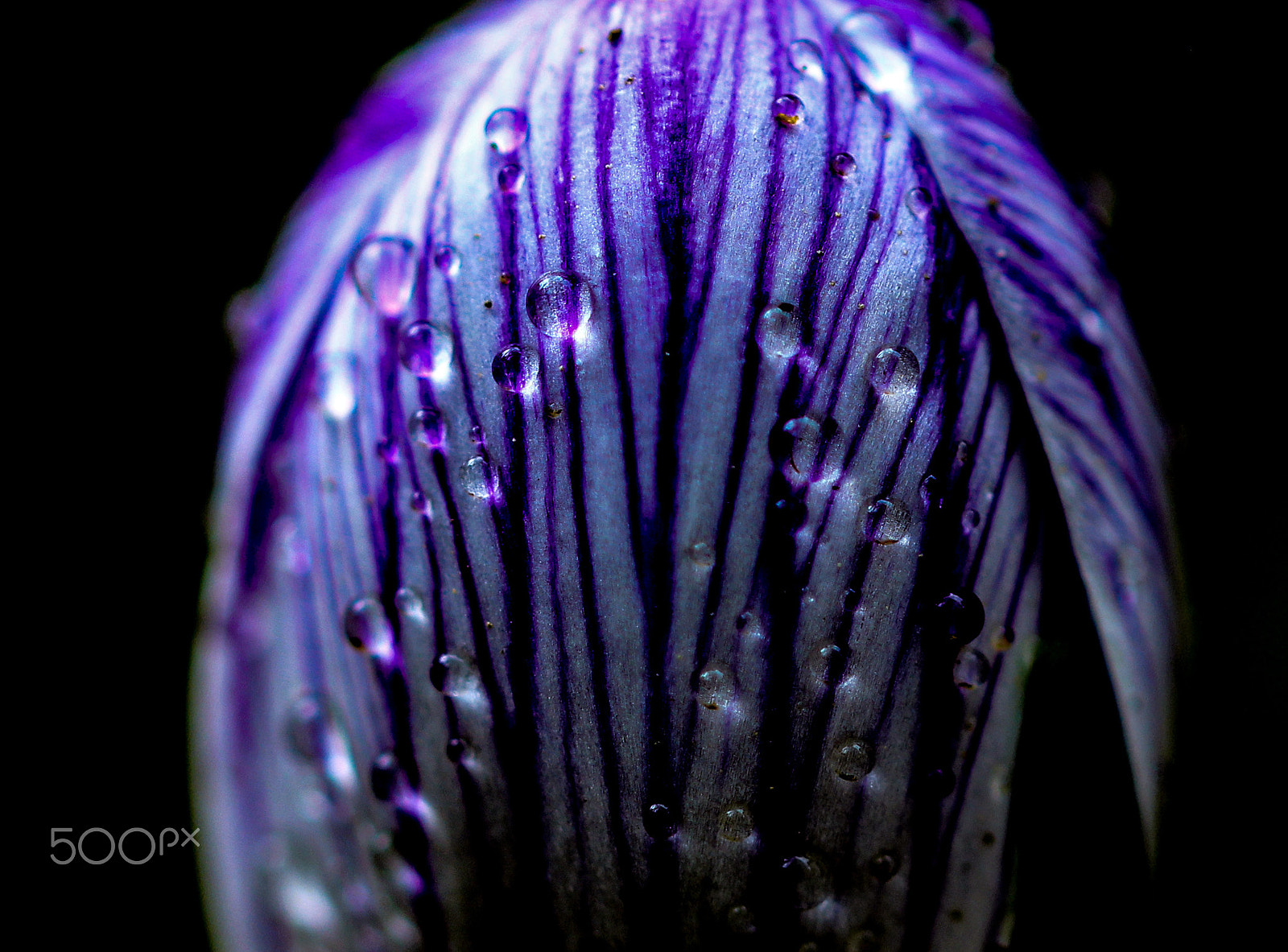Sigma 105mm F2.8 EX DG OS HSM sample photo. Bejewelled crocus photography