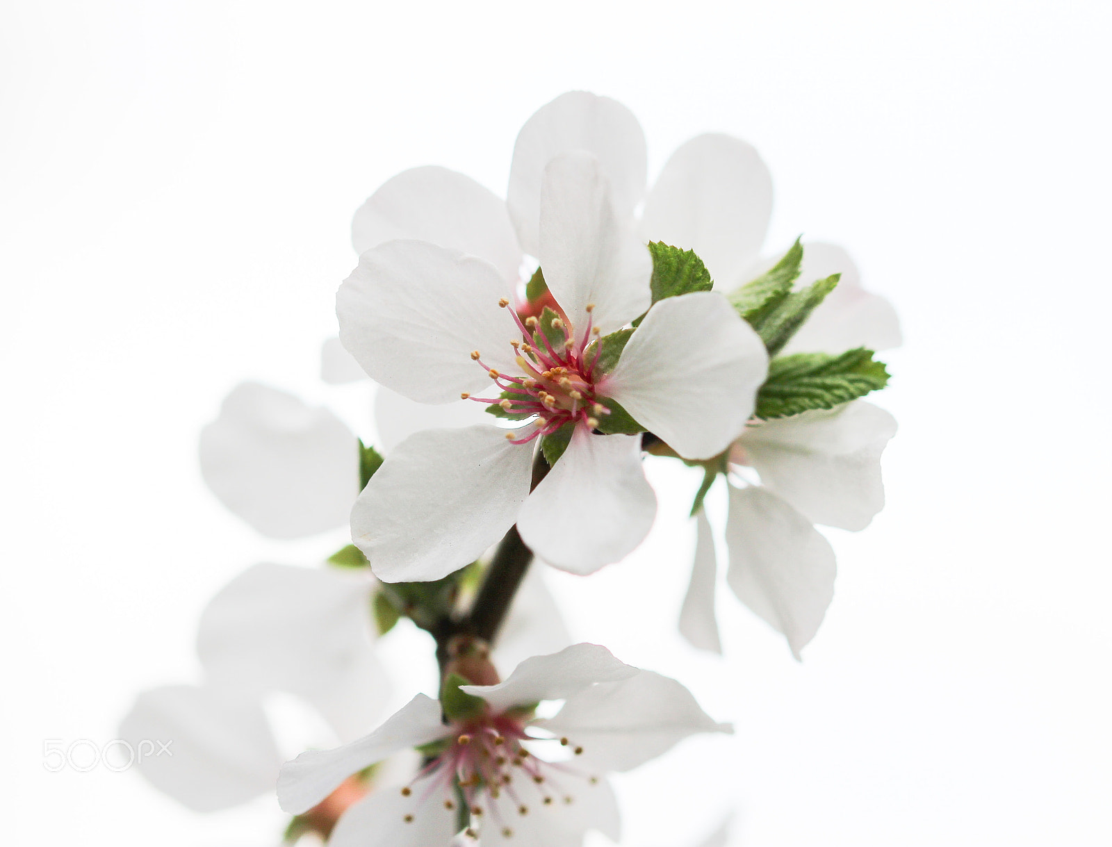 Sigma 105mm F2.8 EX DG OS HSM sample photo. Brilliant nanking cherry photography