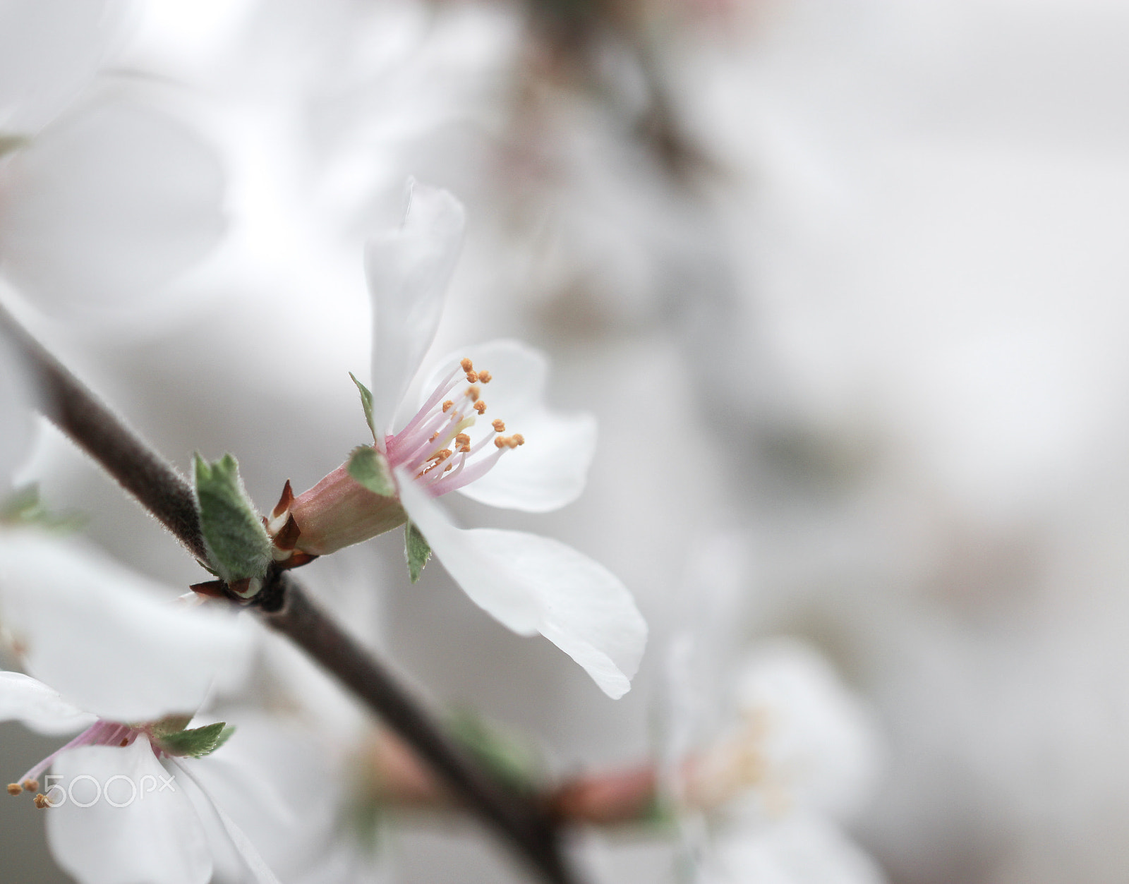 Sigma 105mm F2.8 EX DG OS HSM sample photo. In the clouds photography