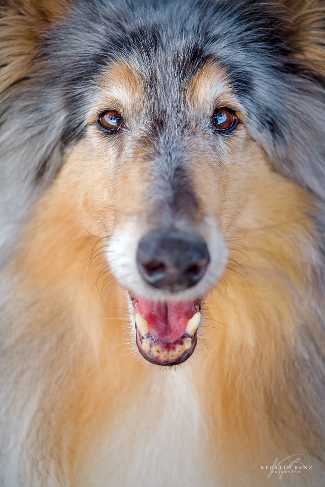 AF Zoom-Nikkor 28-70mm f/3.5-4.5 sample photo. Collie love photography