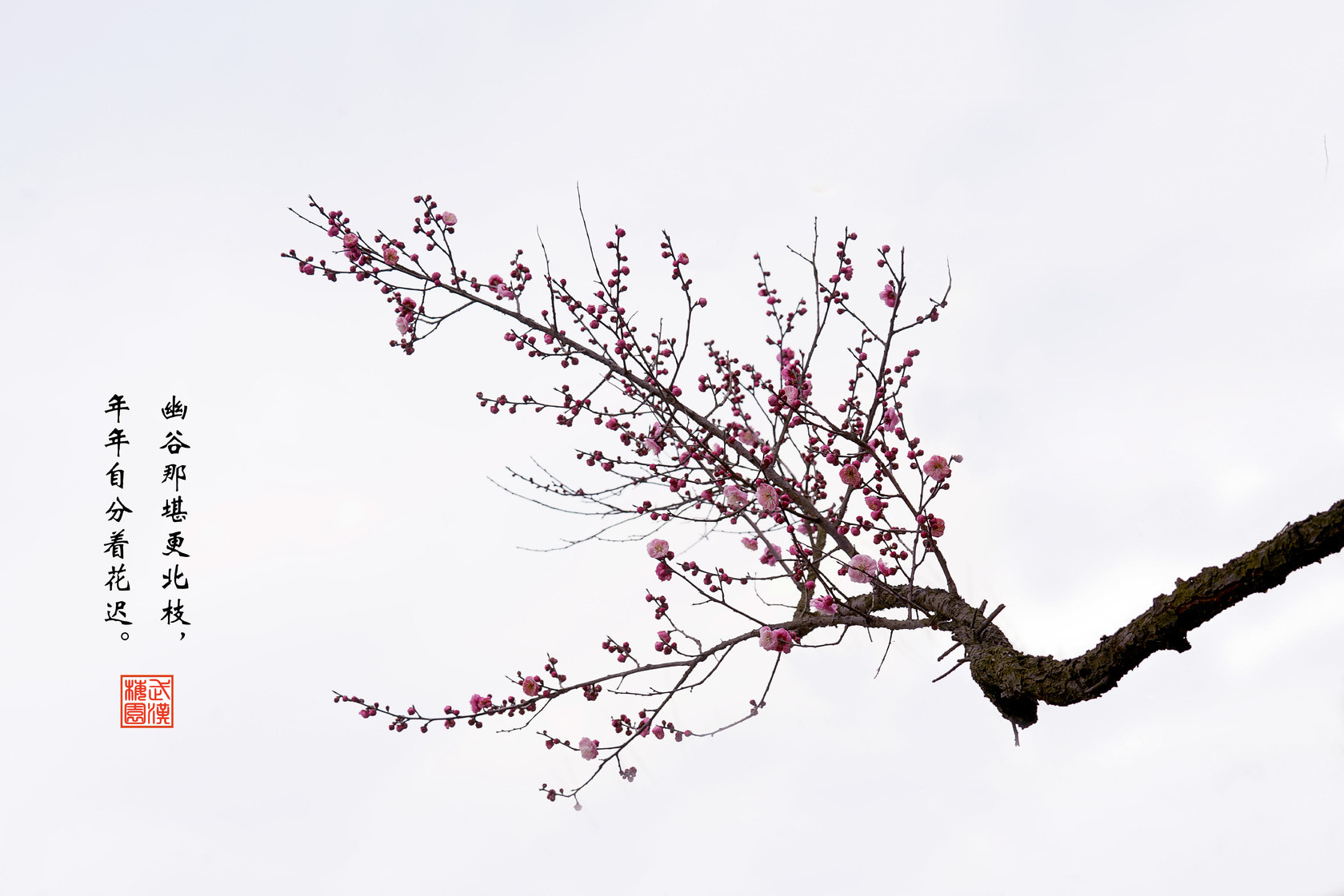 Sony 70-400mm F4-5.6 G SSM II sample photo. 【原摄】 幽谷那堪更北枝， 年年自分着花迟。(武汉梅园） photography