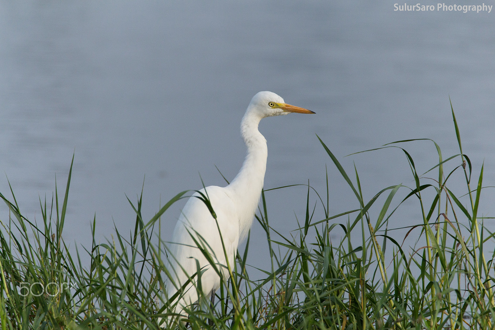 Sigma 150-600mm F5-6.3 DG OS HSM | C sample photo. The waiting egret... photography