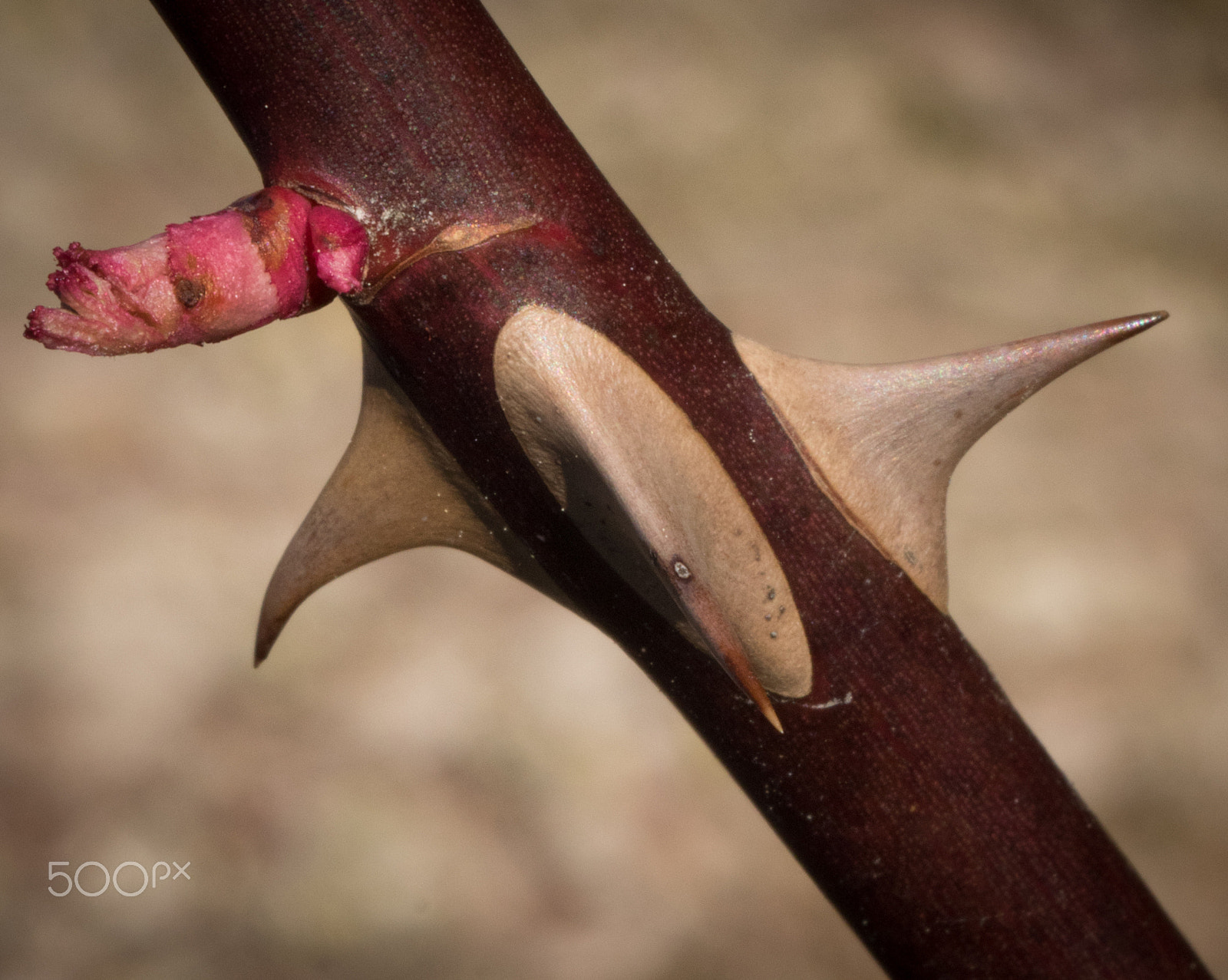 Tamron SP AF 60mm F2 Di II LD IF Macro sample photo. Our spring has teeth. v2 photography