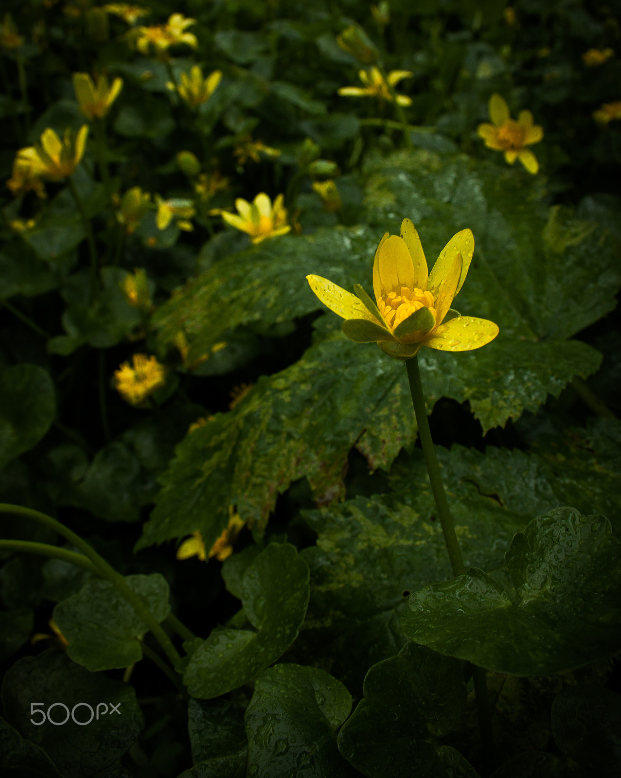 Canon EF-S 18-55mm F3.5-5.6 sample photo. Wild flowers photography