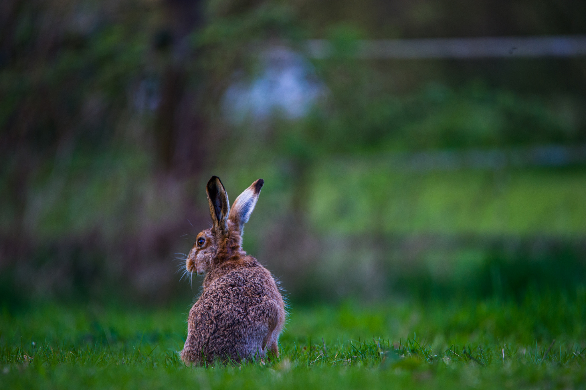 Nikon D3S sample photo. Happy easter photography