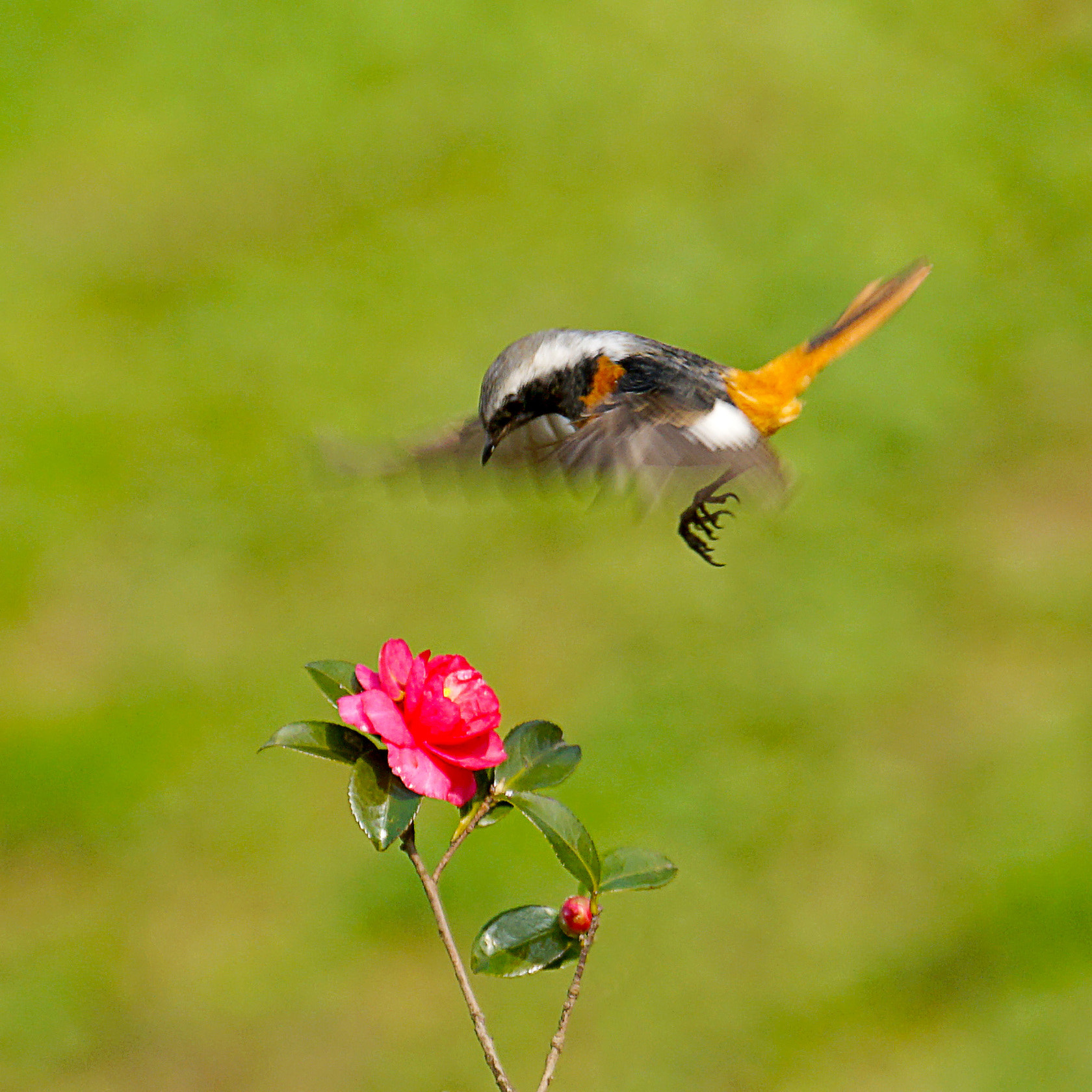 Sony 70-400mm F4-5.6 G SSM II sample photo. 【原摄】腊嘴鸟与山茶花 photography