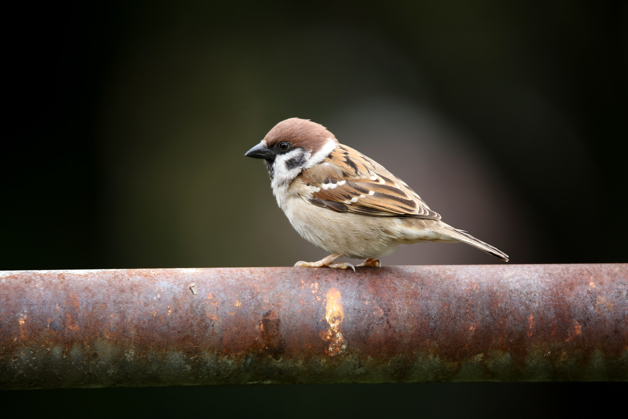 Tamron SP 150-600mm F5-6.3 Di VC USD sample photo. Sparrow photography