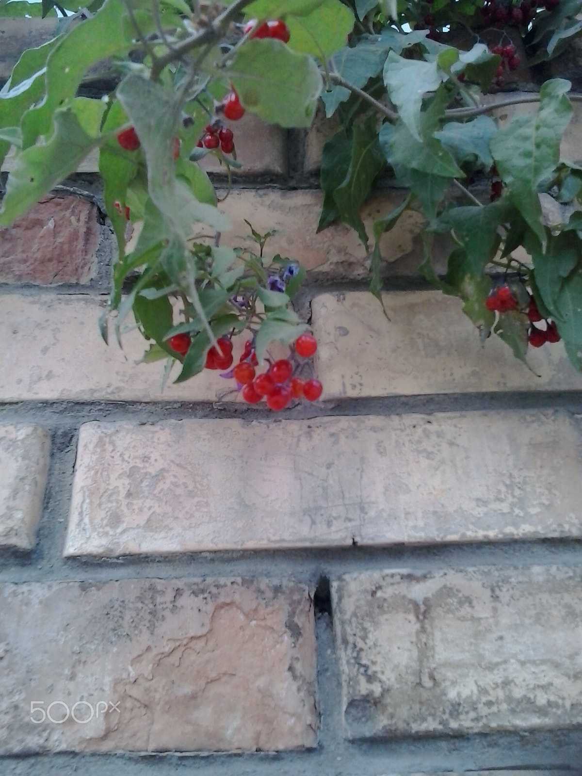Samsung Galaxy Young sample photo. 20140914_173648.jpg photography