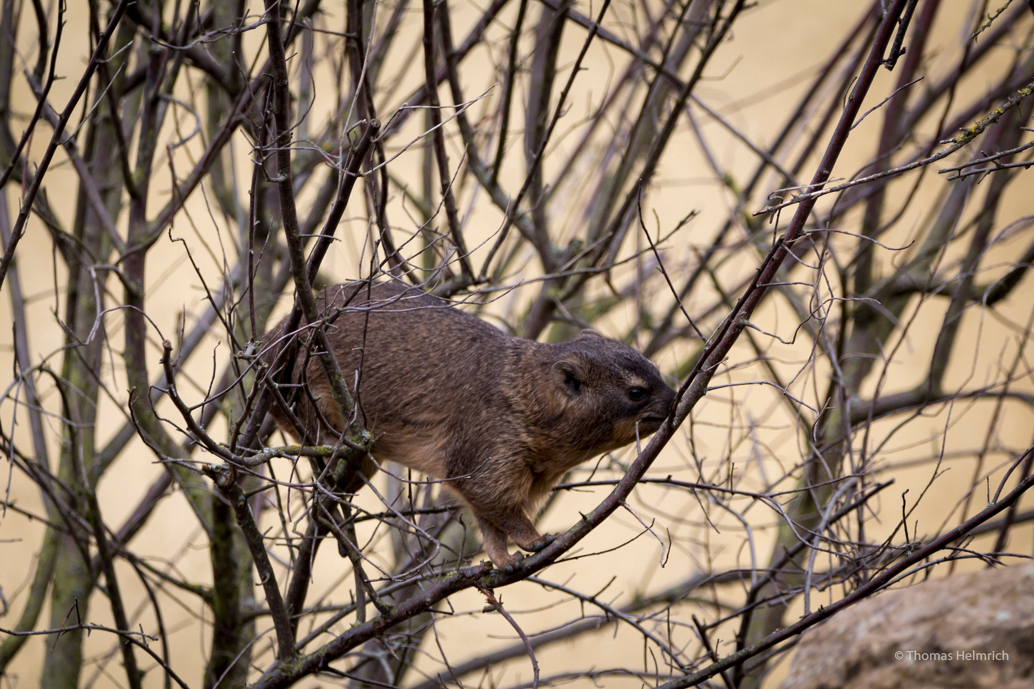 Sigma 150-600mm F5-6.3 DG OS HSM | C sample photo. Zoopark erfurt photography