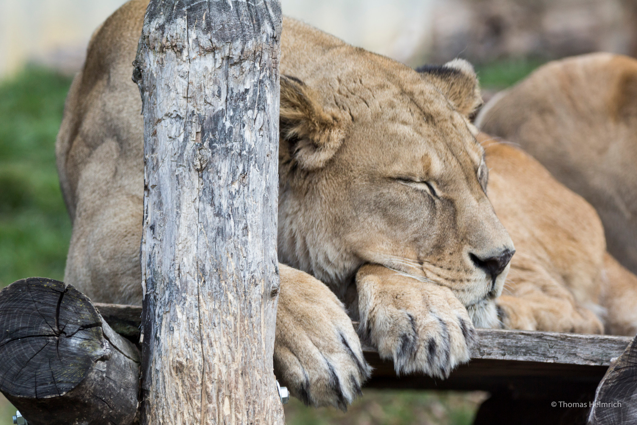 Sigma 150-600mm F5-6.3 DG OS HSM | C sample photo. Zoopark erfurt photography
