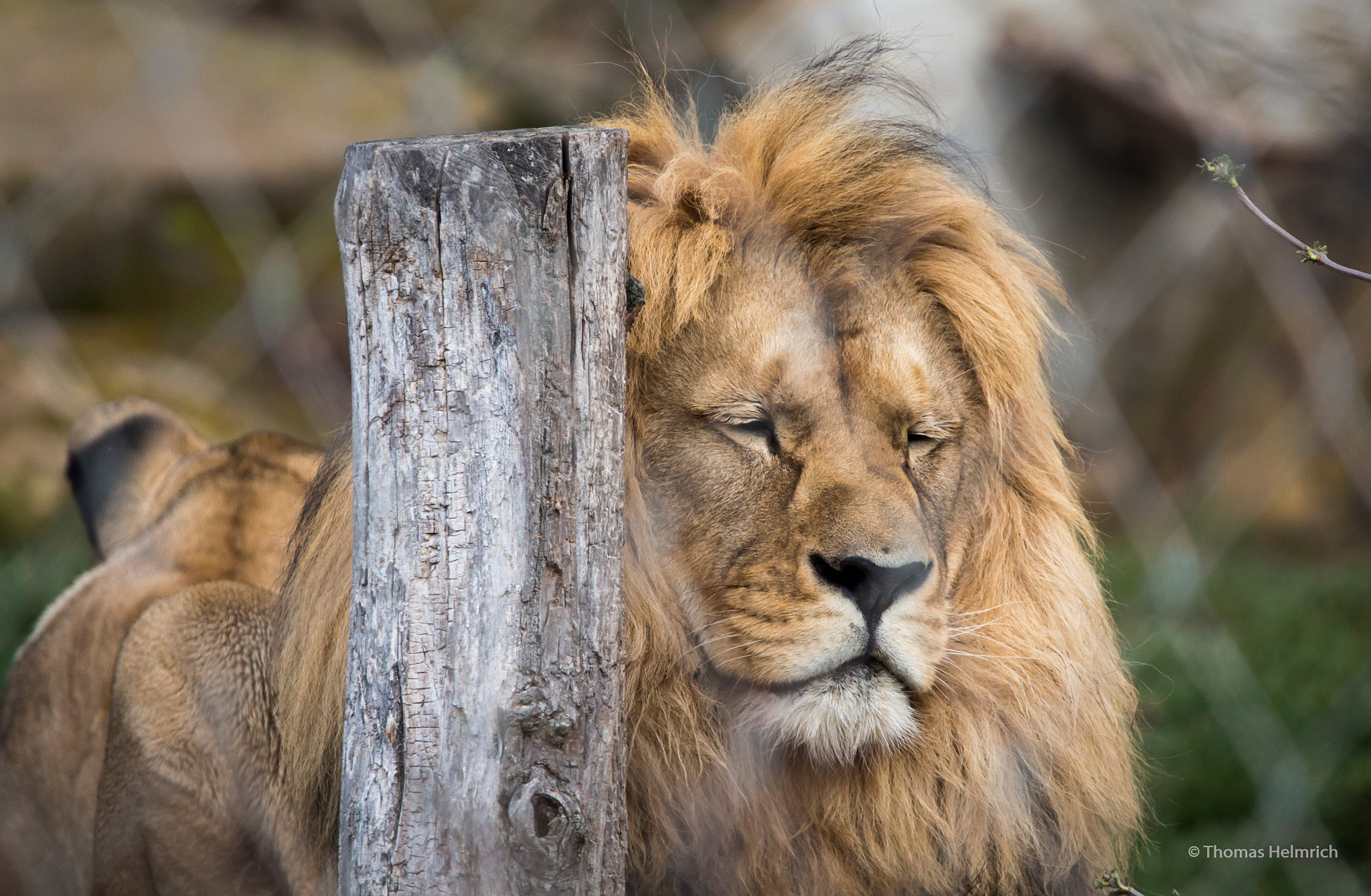 Sigma 150-600mm F5-6.3 DG OS HSM | C sample photo. Zoopark erfurt photography
