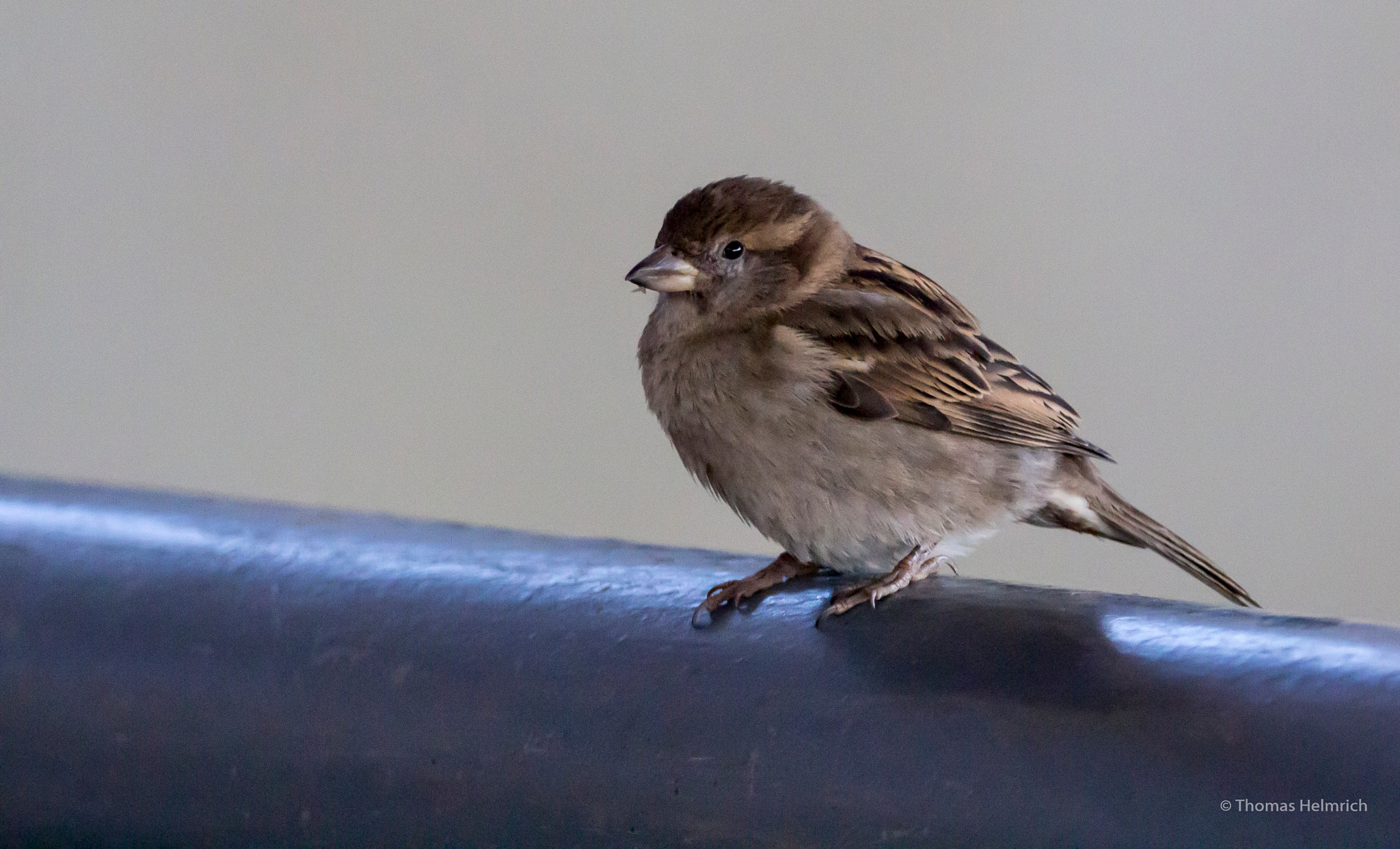 Sigma 150-600mm F5-6.3 DG OS HSM | C sample photo. Zoopark erfurt photography