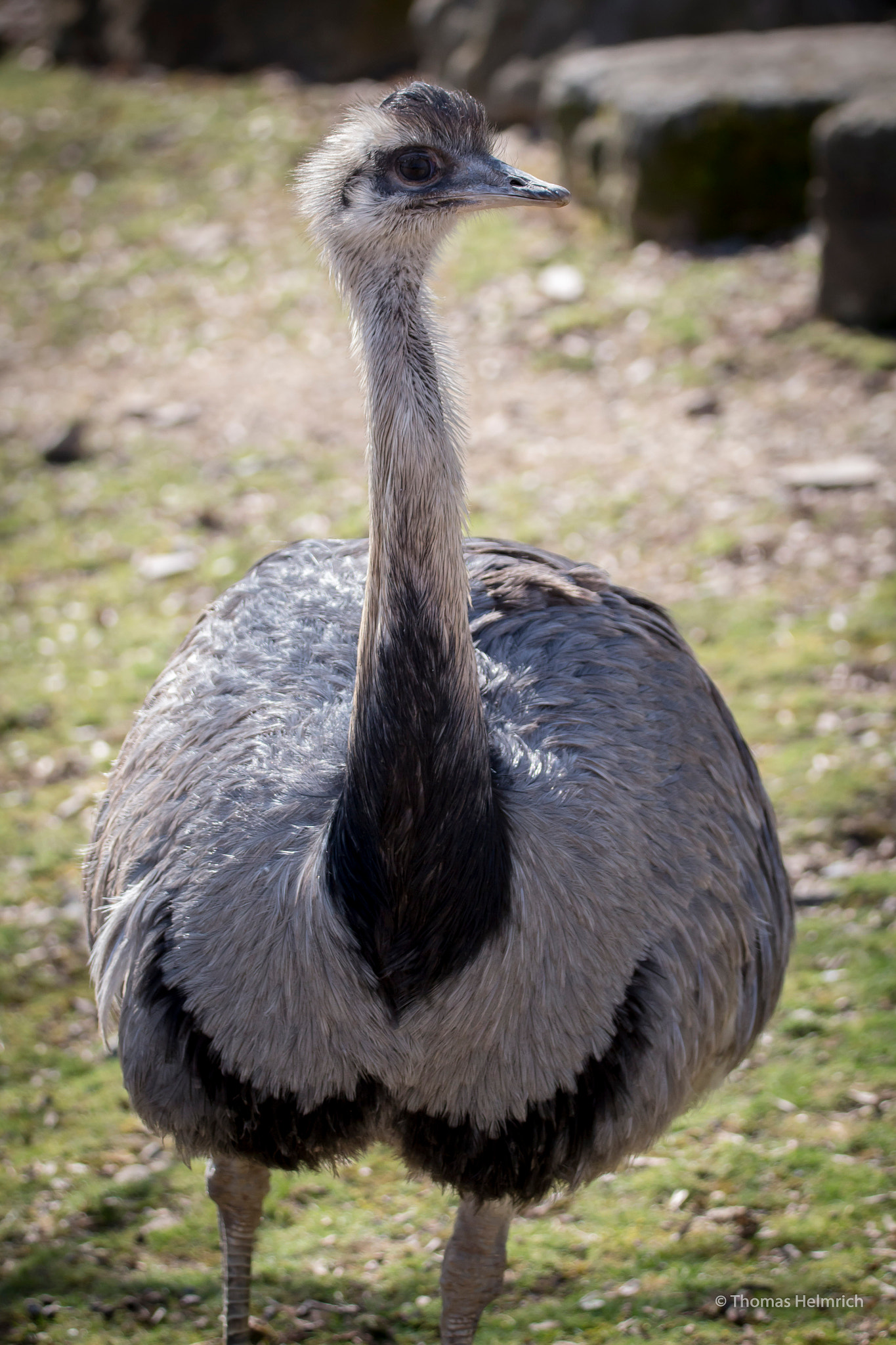 Sigma 150-600mm F5-6.3 DG OS HSM | C sample photo. Zoopark erfurt photography