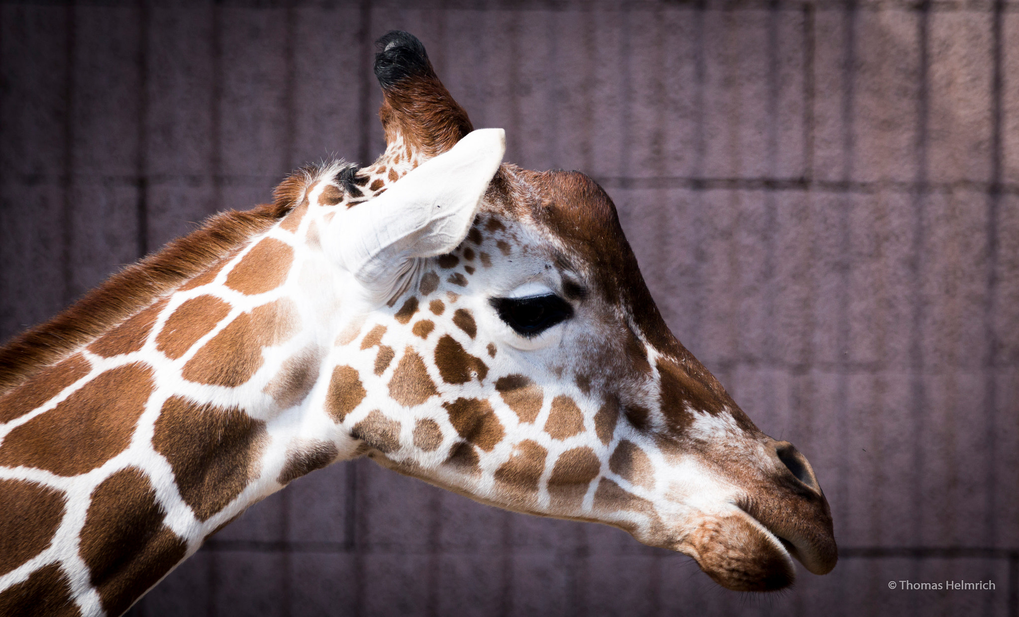 Sigma 150-600mm F5-6.3 DG OS HSM | C sample photo. Zoopark erfurt photography