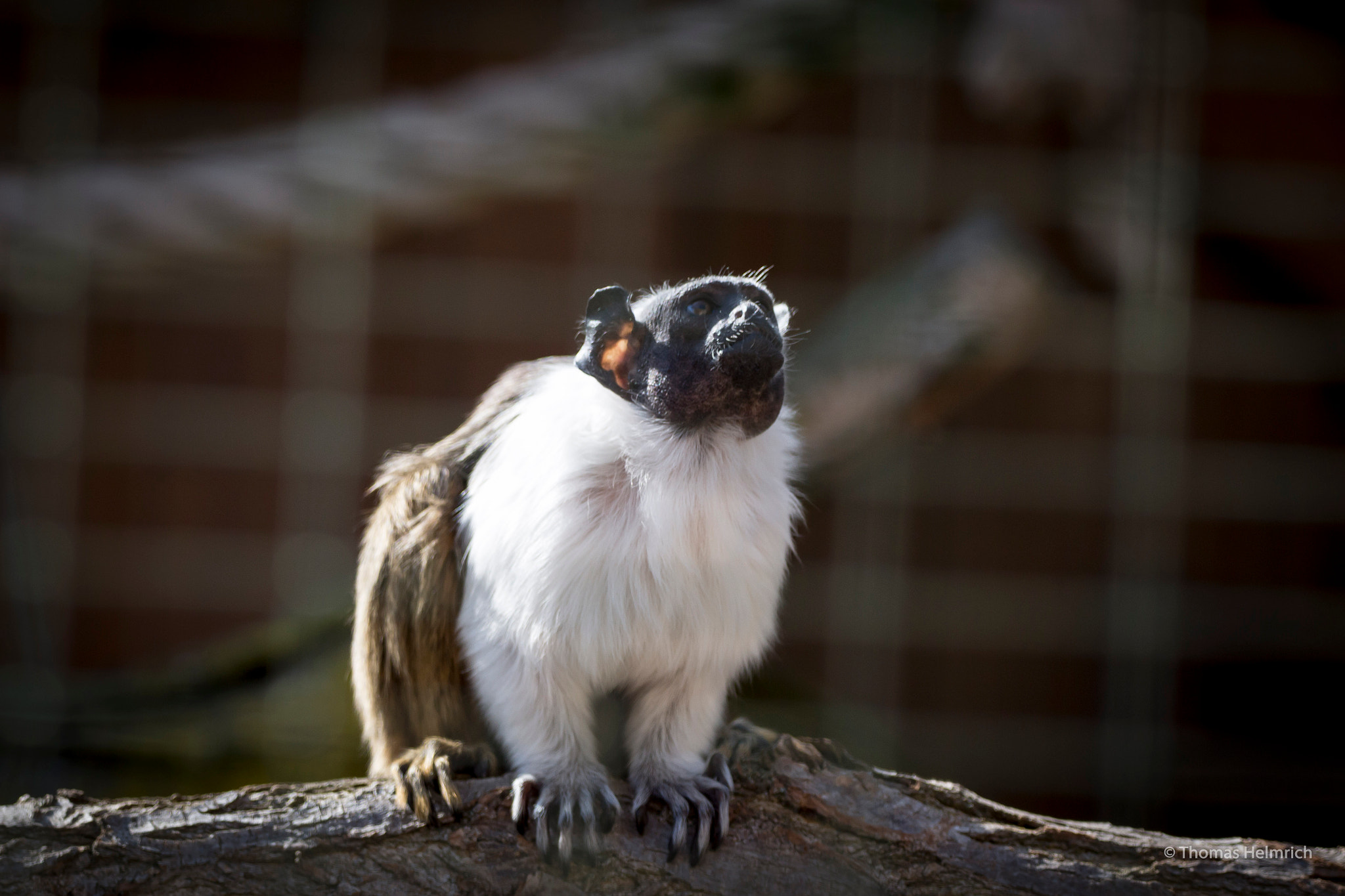 Sigma 150-600mm F5-6.3 DG OS HSM | C sample photo. Zoopark erfurt photography