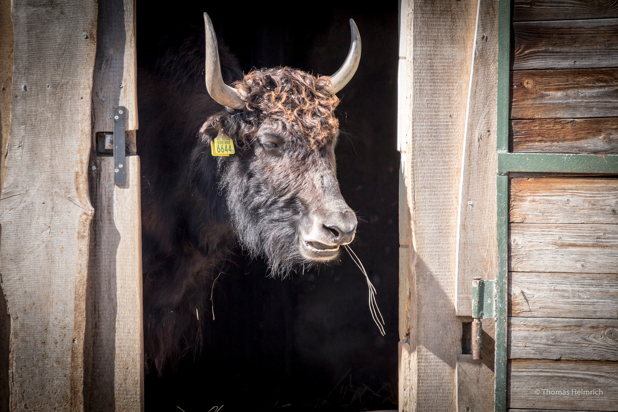 Sigma 150-600mm F5-6.3 DG OS HSM | C sample photo. Zoopark erfurt photography