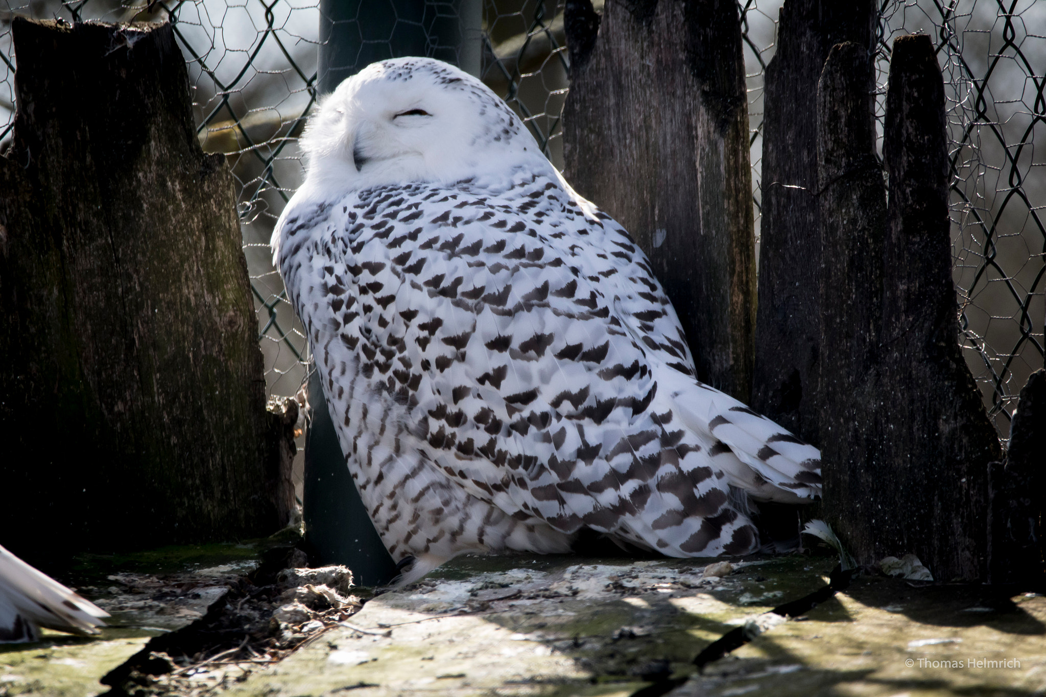 Sigma 150-600mm F5-6.3 DG OS HSM | C sample photo. Zoopark erfurt photography