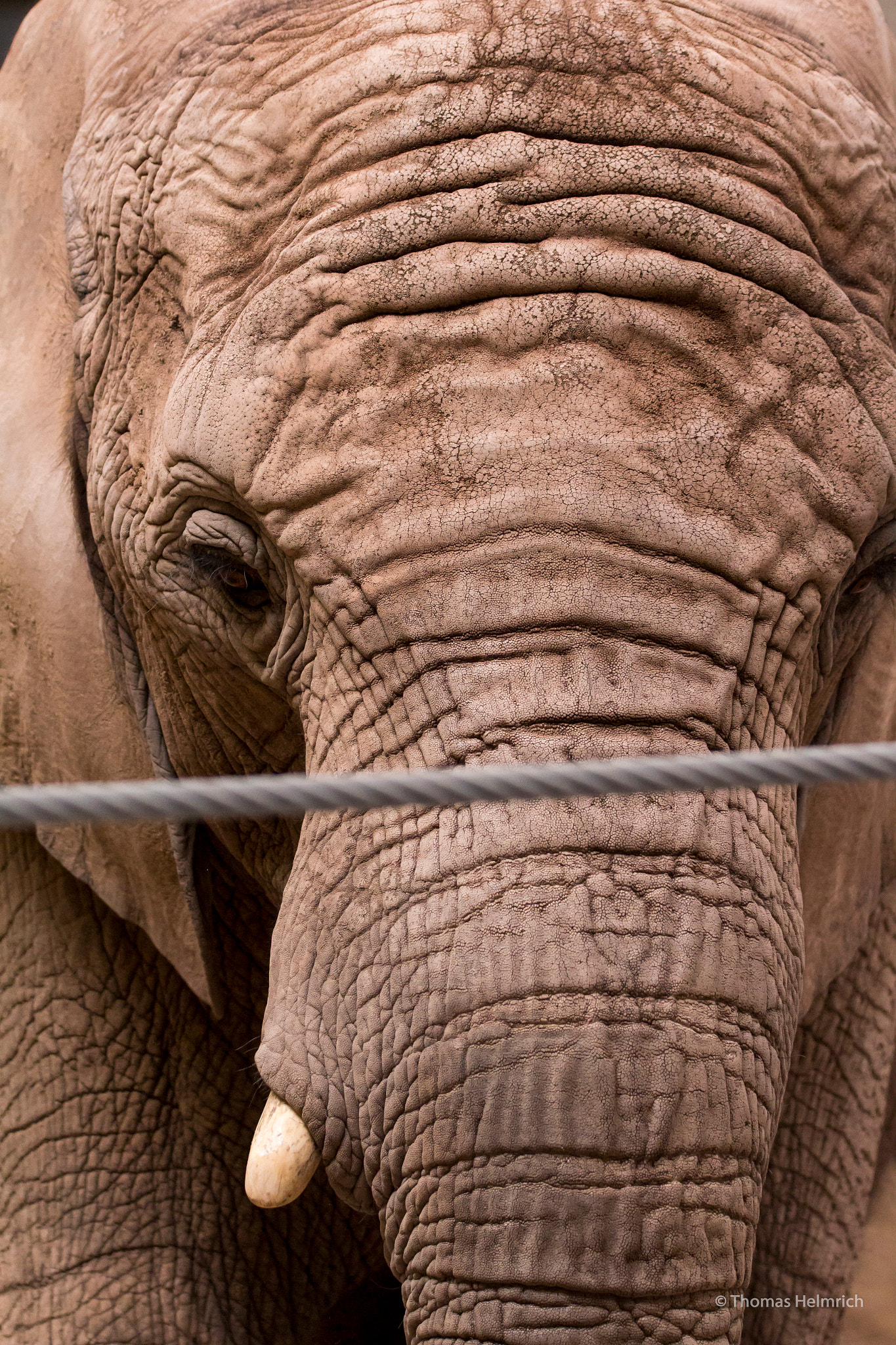 Sigma 150-600mm F5-6.3 DG OS HSM | C sample photo. Zoopark erfurt photography