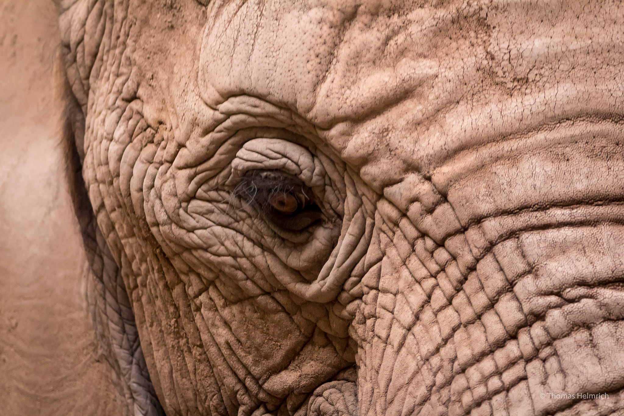 Sigma 150-600mm F5-6.3 DG OS HSM | C sample photo. Zoopark erfurt photography