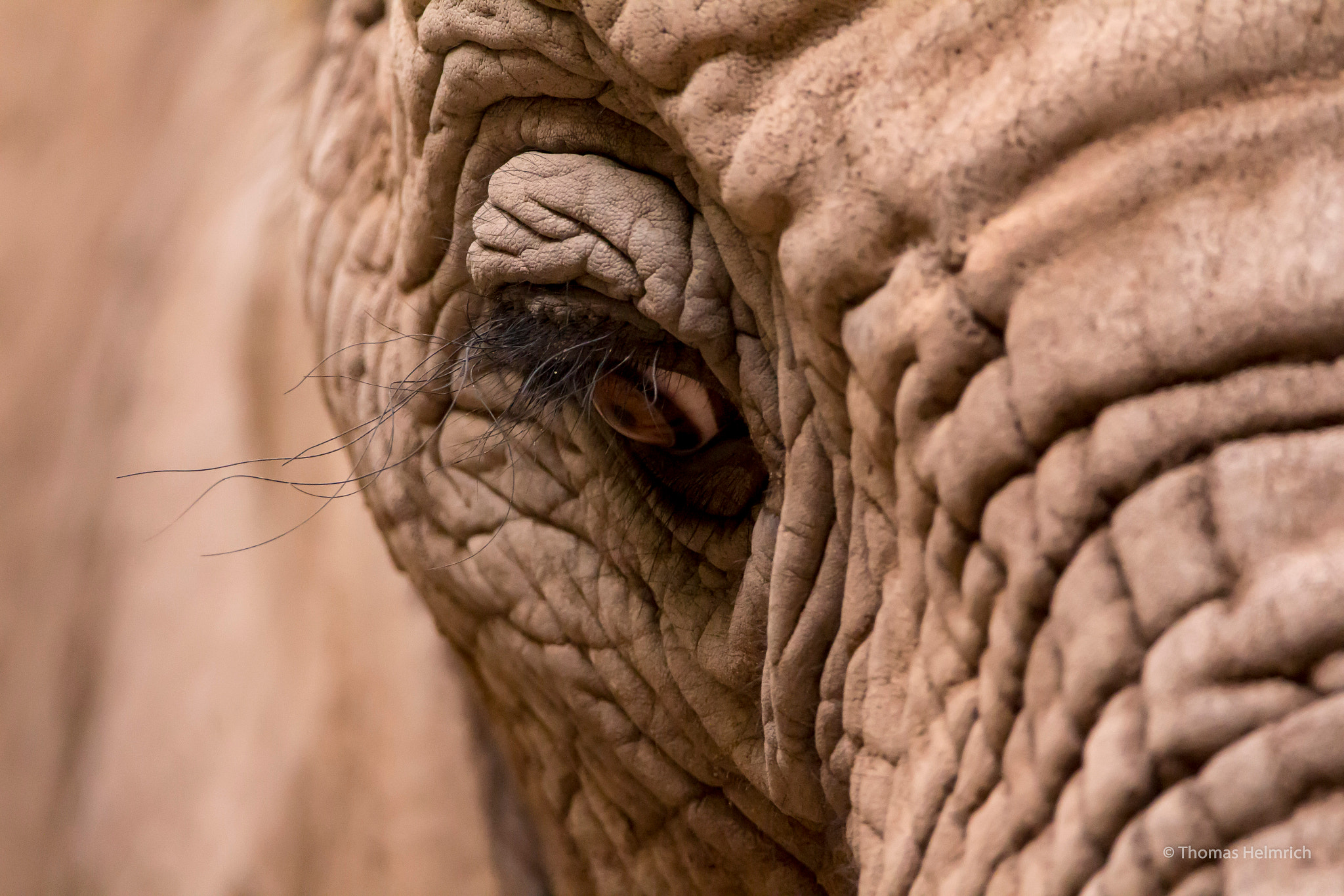 Sigma 150-600mm F5-6.3 DG OS HSM | C sample photo. Zoopark erfurt photography