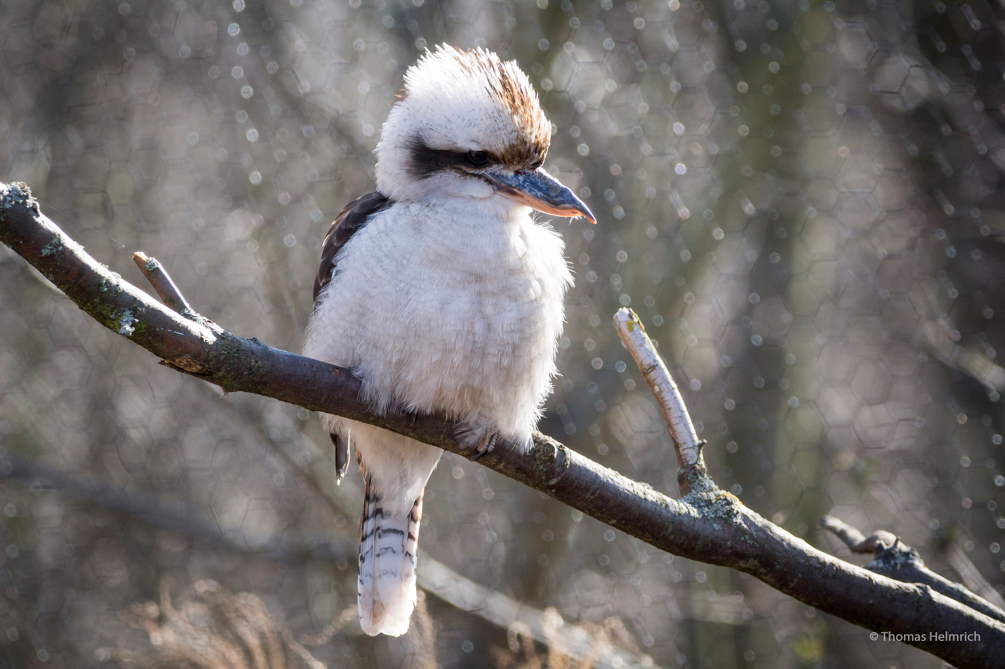 Sigma 150-600mm F5-6.3 DG OS HSM | C sample photo. Zoopark erfurt photography