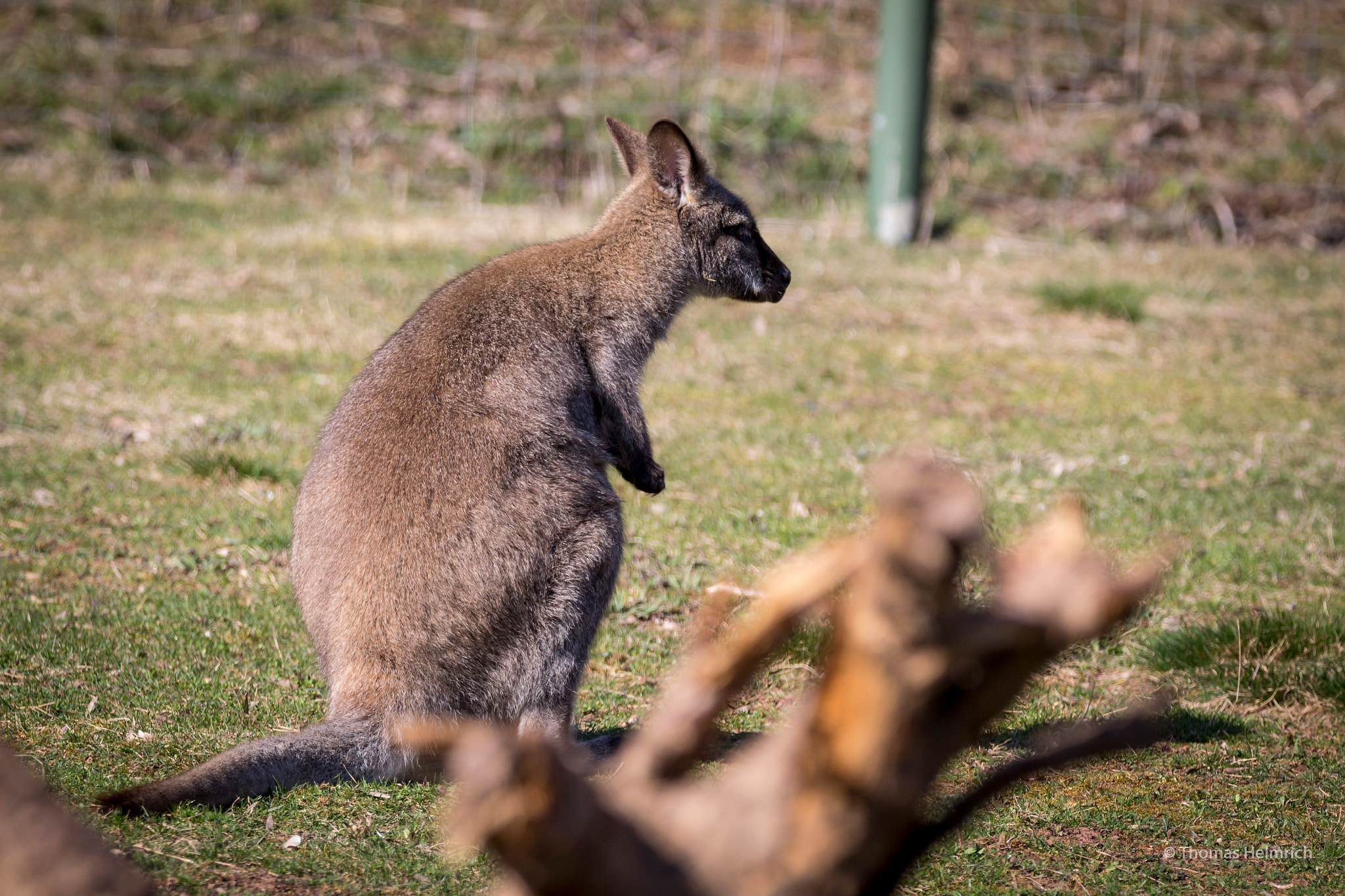 Sigma 150-600mm F5-6.3 DG OS HSM | C sample photo. Zoopark erfurt photography