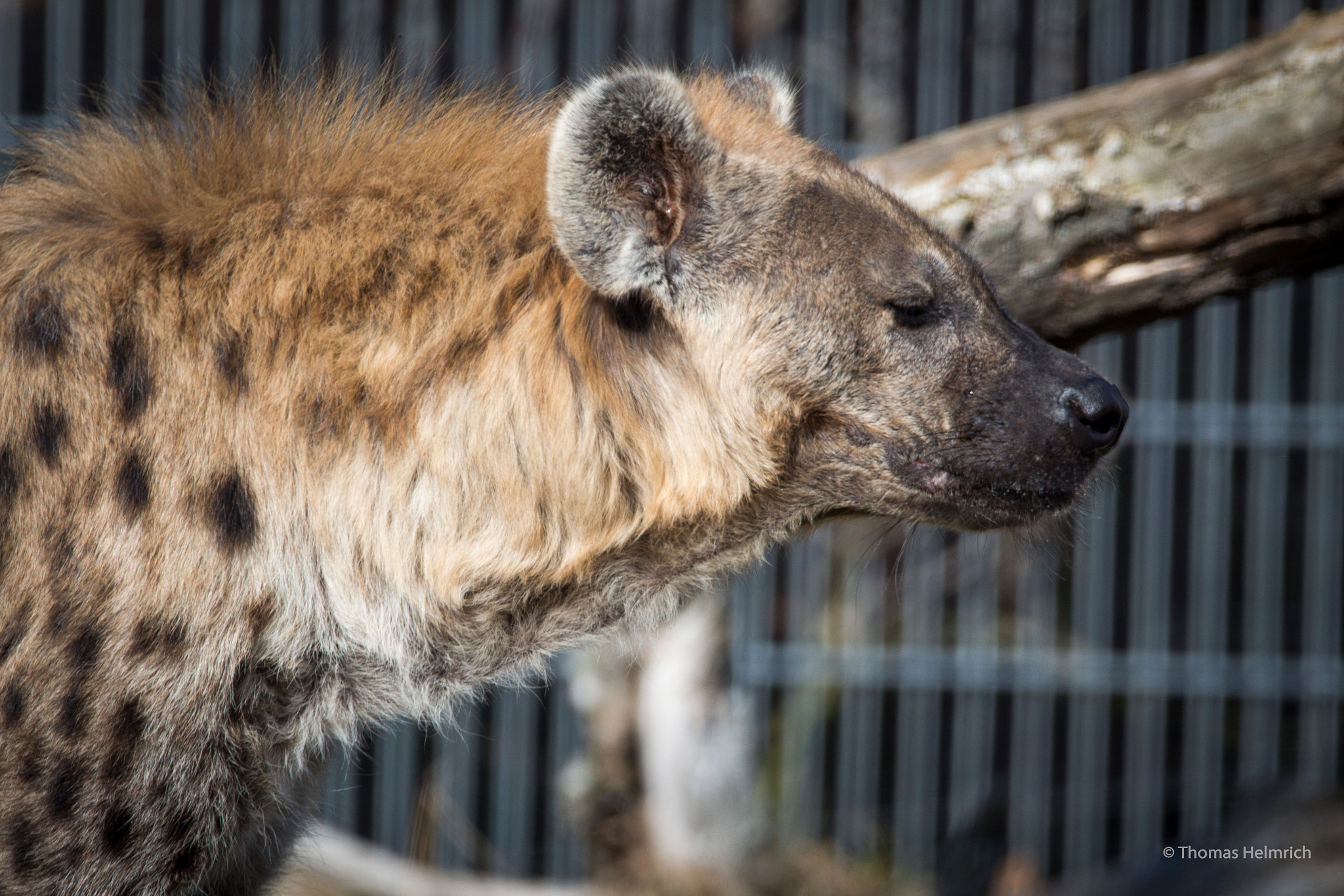 Sigma 150-600mm F5-6.3 DG OS HSM | C sample photo. Zoopark erfurt photography