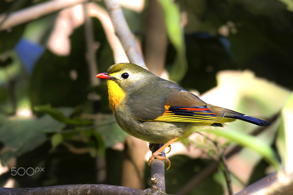 Sigma 150-600mm F5-6.3 DG OS HSM | C sample photo. Red-billed leiothrix photography