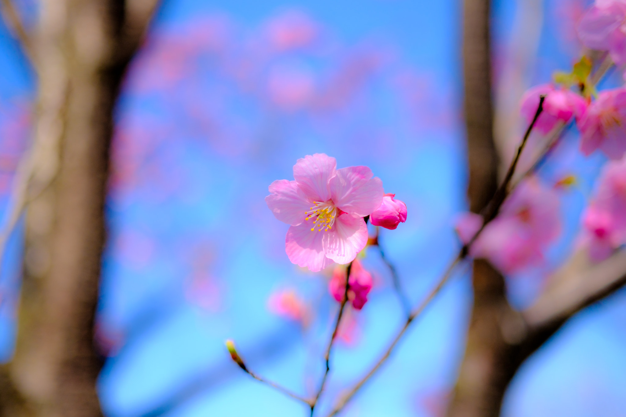 Fujifilm X-Pro2 + ZEISS Touit 32mm F1.8 sample photo. Flower photography