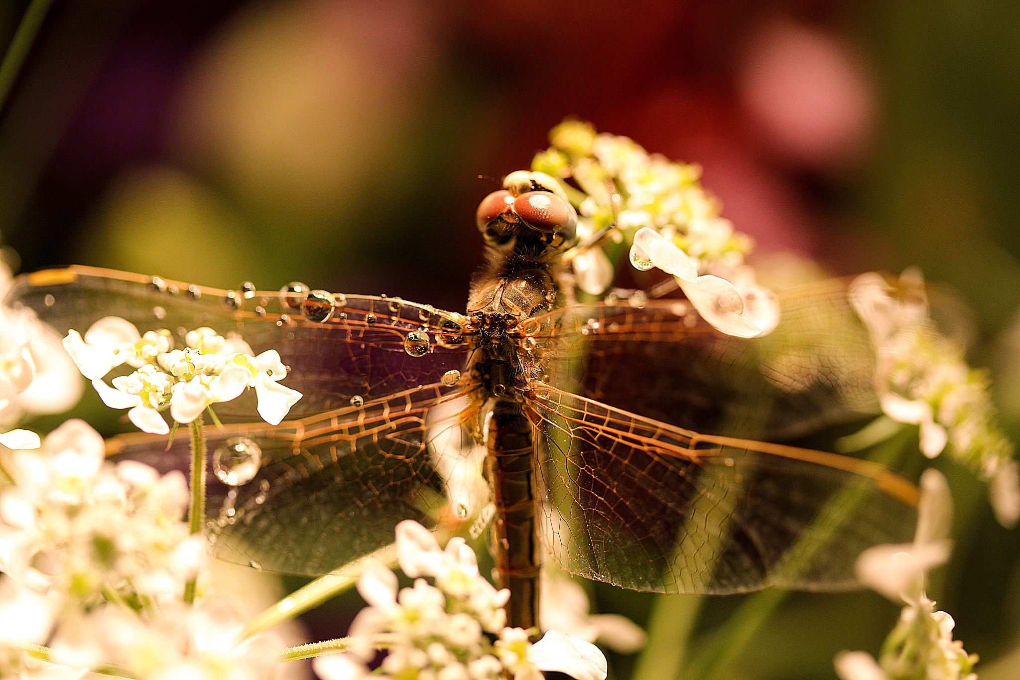 Canon EF-S 60mm F2.8 Macro USM sample photo. Waiting for the sun photography