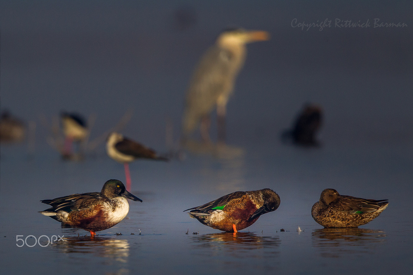 Canon EF 500mm F4L IS II USM sample photo. A magical morning in nonera photography