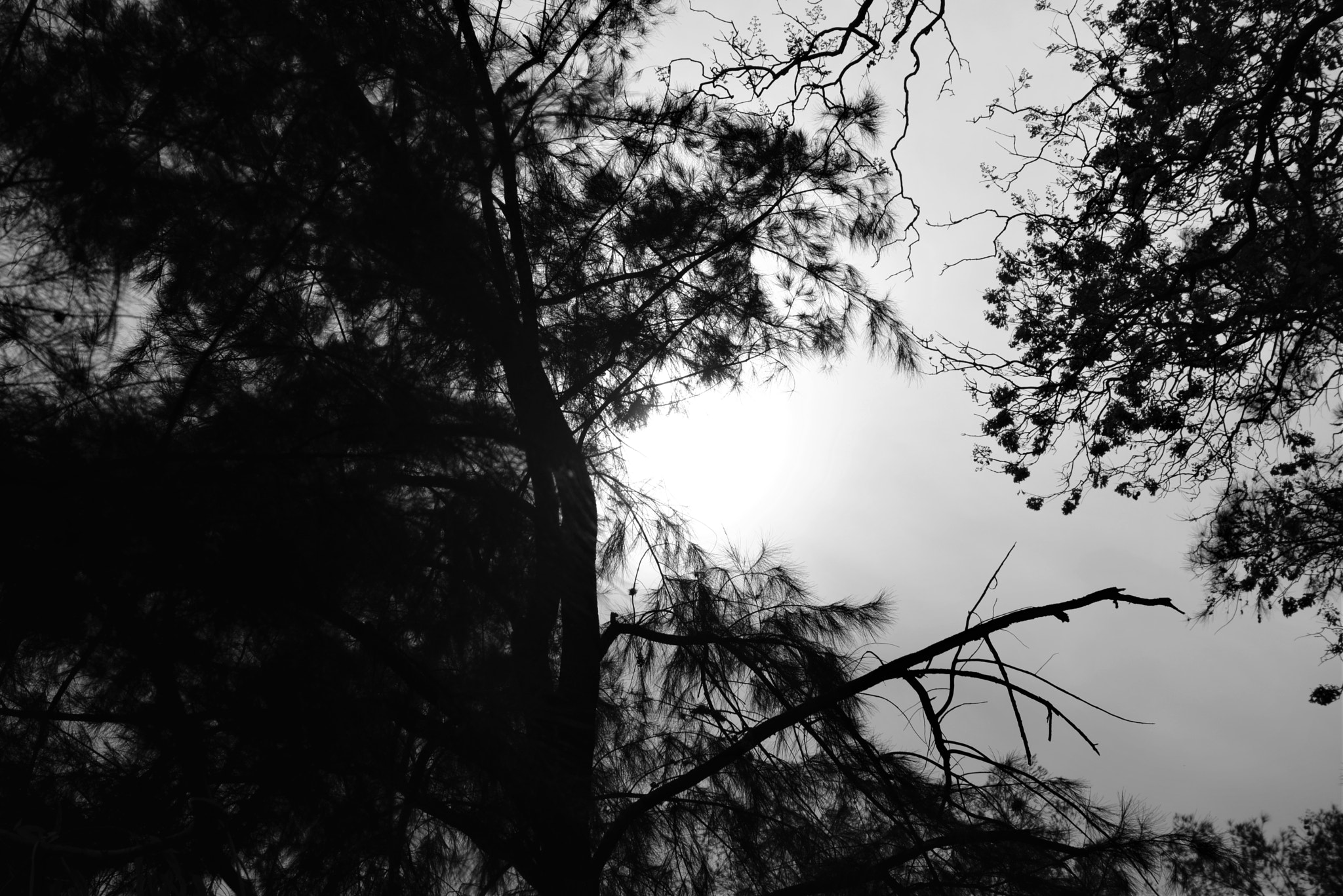 Nikon D600 sample photo. _dsc6282.jpg photography