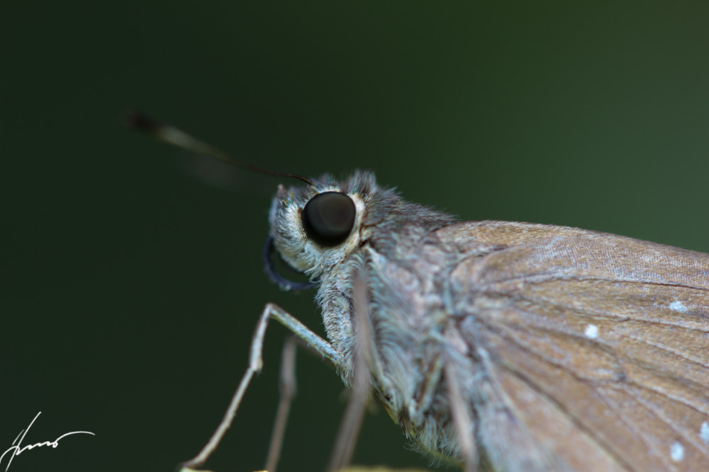 Canon EOS 600D (Rebel EOS T3i / EOS Kiss X5) sample photo. Butterfly.jpg photography