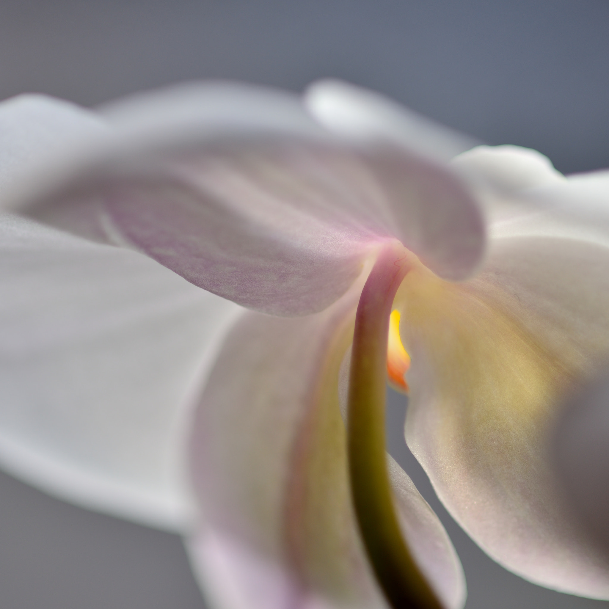 Nikon D610 + Sigma 105mm F2.8 EX DG Macro sample photo. The back of the orchid photography