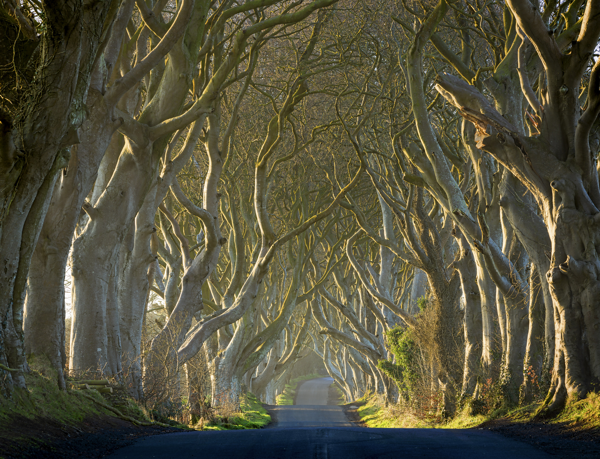 Hasselblad H5D-50c sample photo. Dark hedges in bright morning light photography