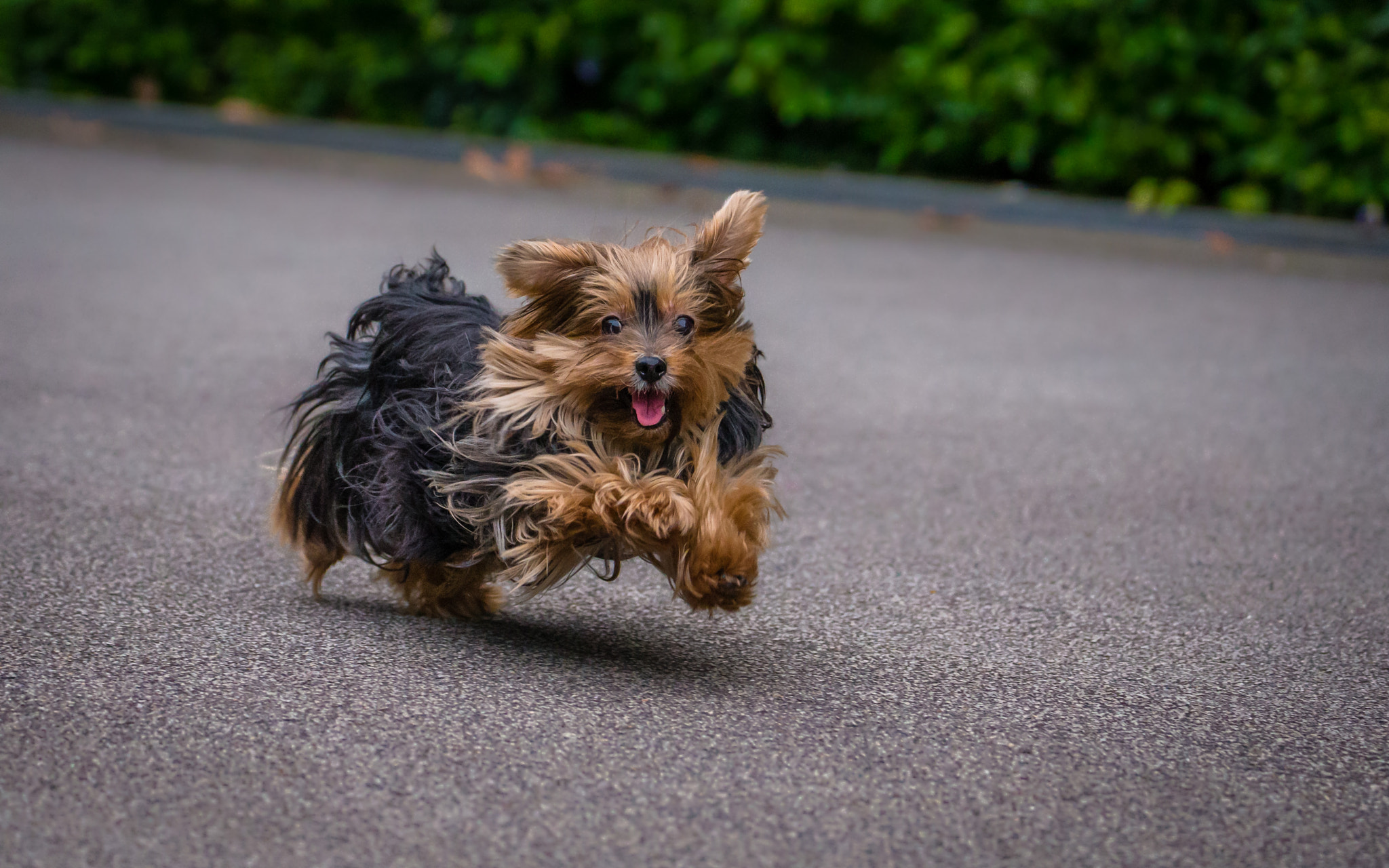 Canon EF 70-300mm F4-5.6L IS USM sample photo. Silky terrier running photography