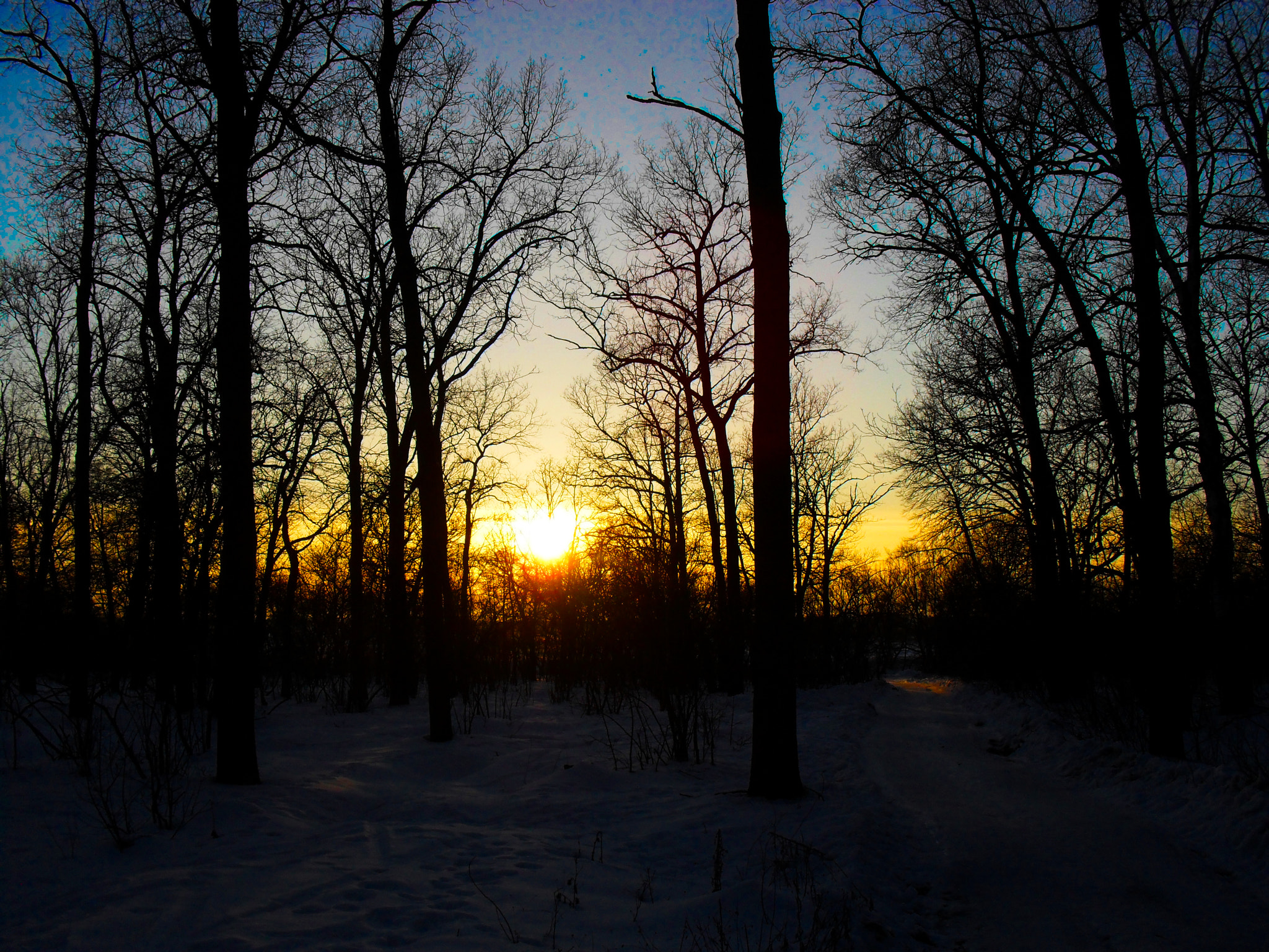 Samsung ES60 / VLUU ES60 /  SL105 /  ES63 sample photo. Spring landscape. evening. sunset in the forest. photography