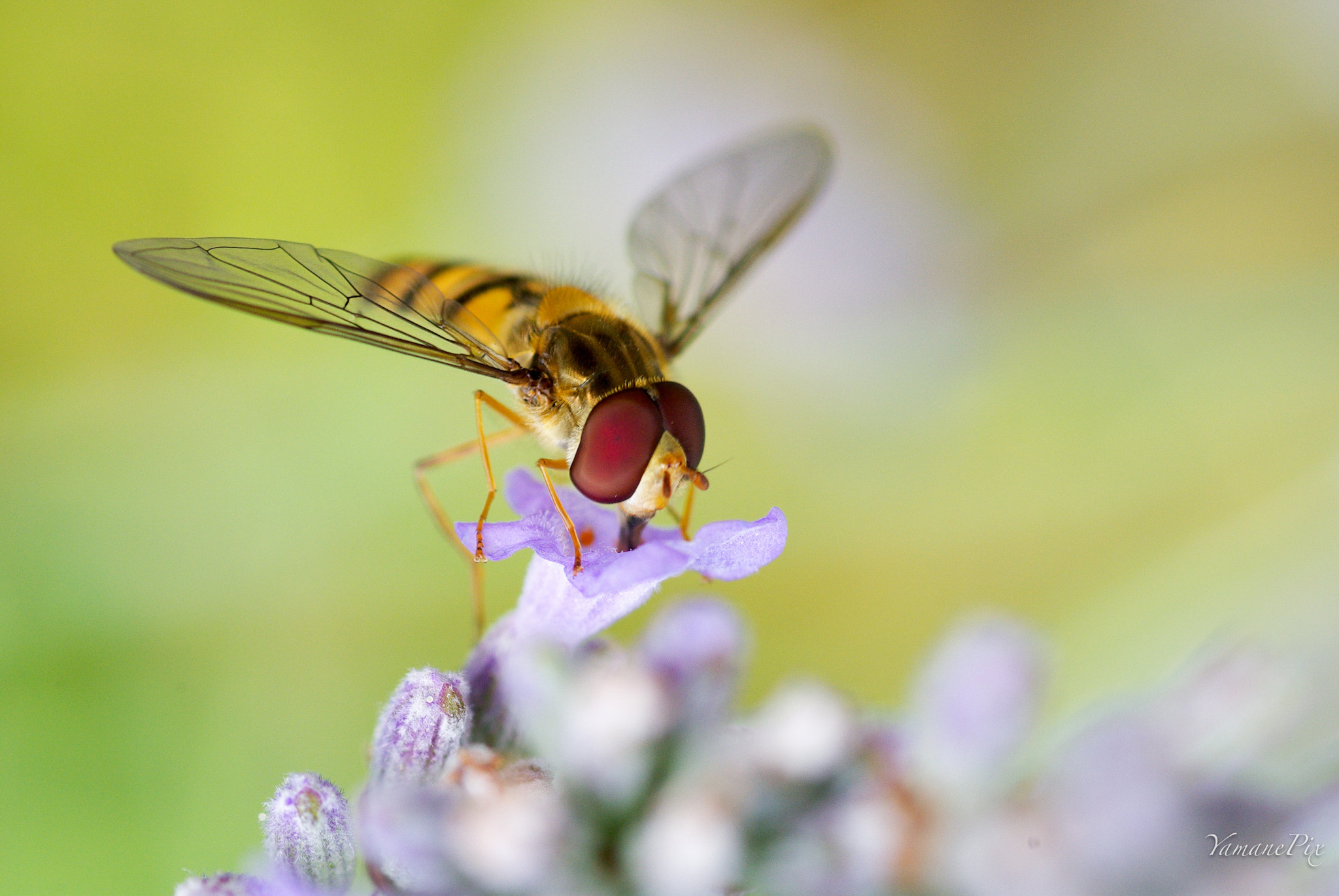 Pentax K10D + smc PENTAX-FA Macro 100mm F2.8 sample photo. I see you ! photography