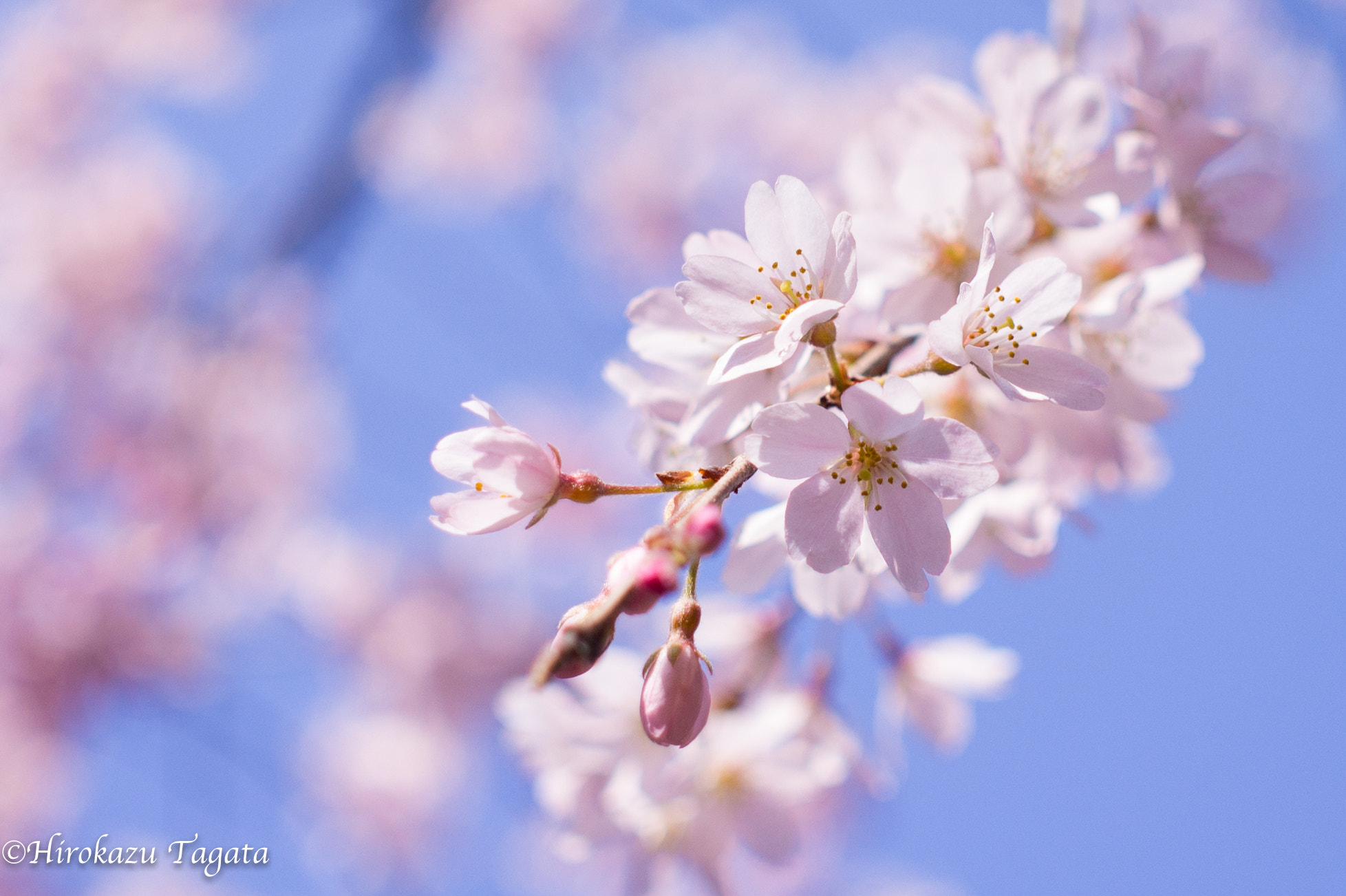 Sony Alpha NEX-5 + Sigma 30mm F2.8 EX DN sample photo. Cherry blossom #2 photography