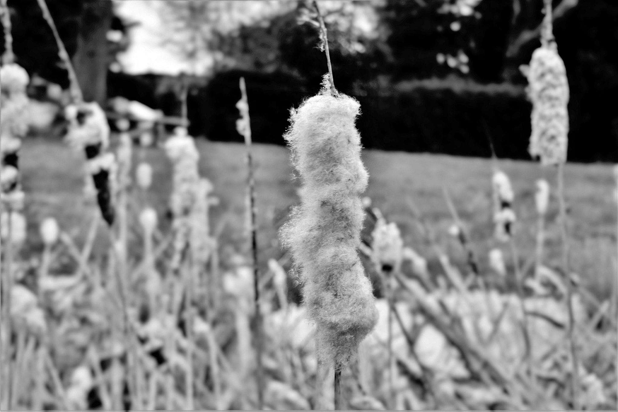 Canon EF-S 18-55mm F3.5-5.6 sample photo. Reed.jpg photography