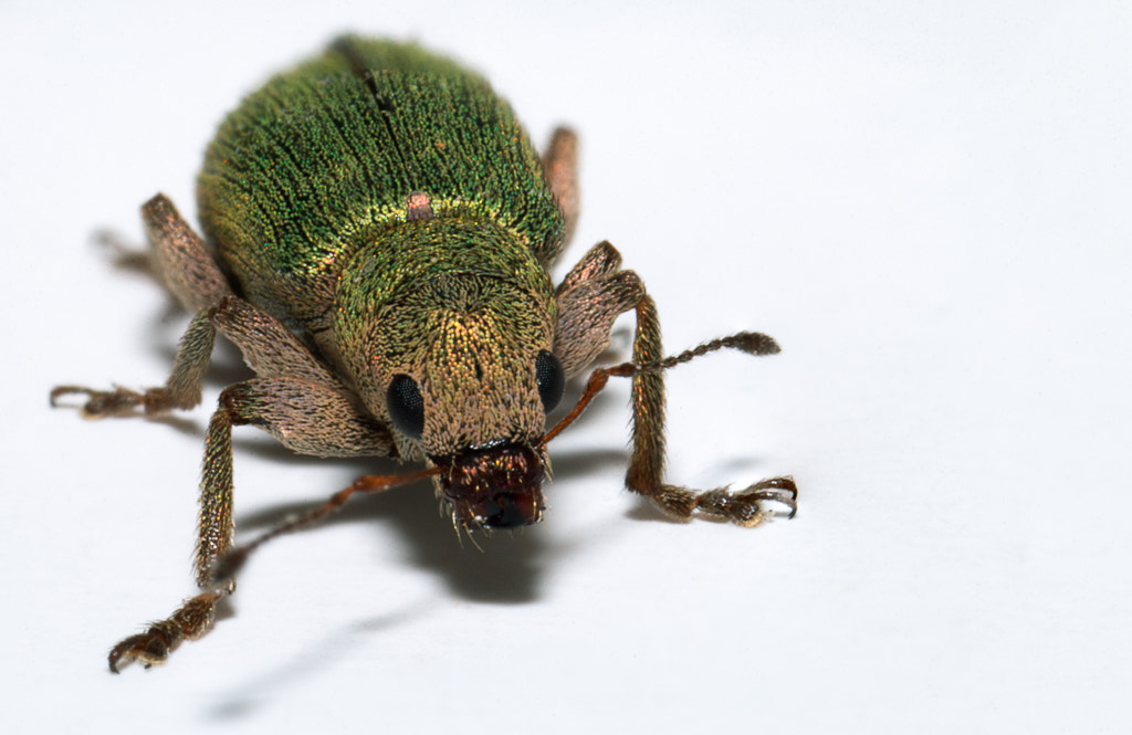 Canon MP-E 65mm F2.5 1-5x Macro Photo sample photo. Curculionidae hypermacro photography