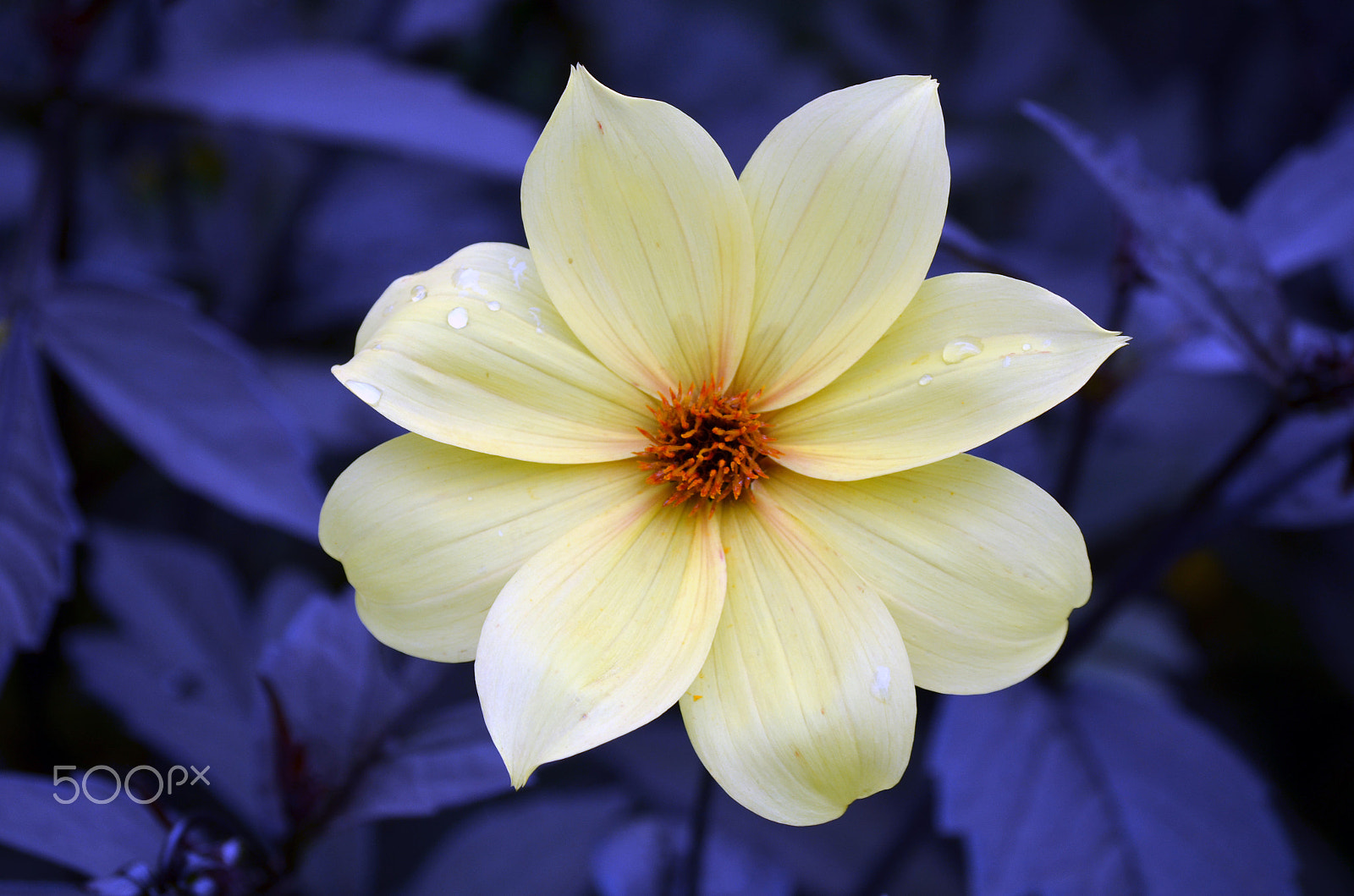 Nikon D5100 + Sigma 50-150mm F2.8 EX APO DC HSM II sample photo. Flower by tonnyfroyen.com photography