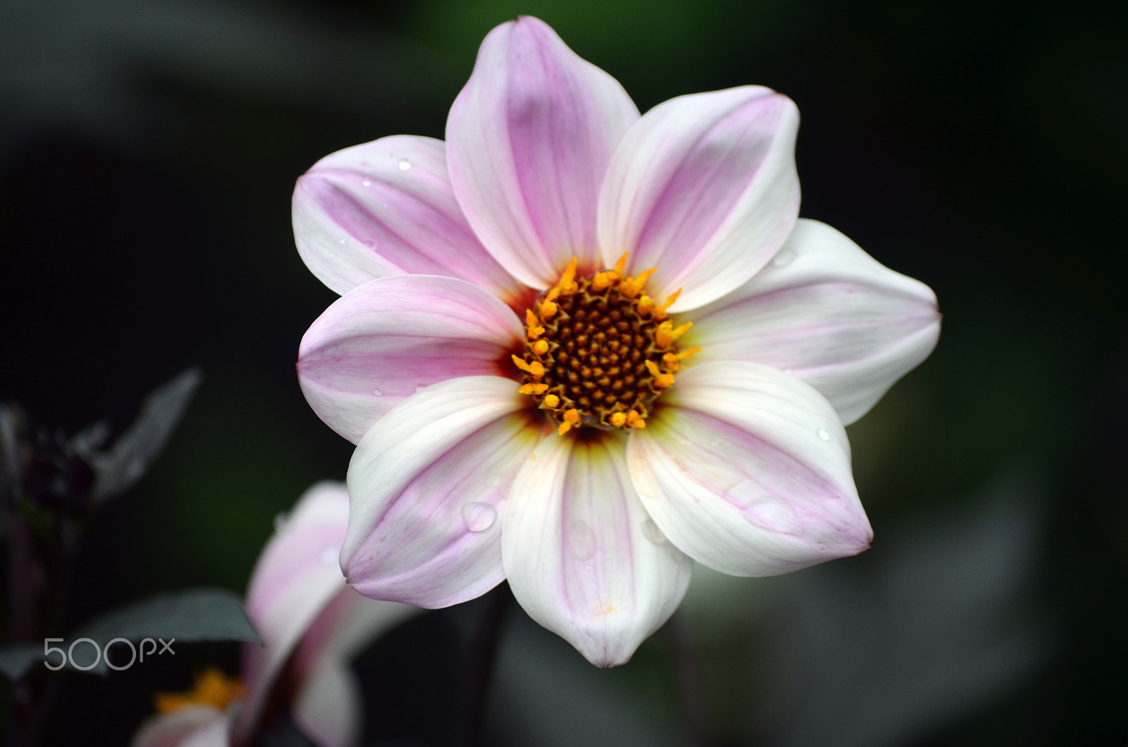 Nikon AF-S Nikkor 28-70mm F2.8 ED-IF sample photo. Flower by tonnyfroyen.com photography