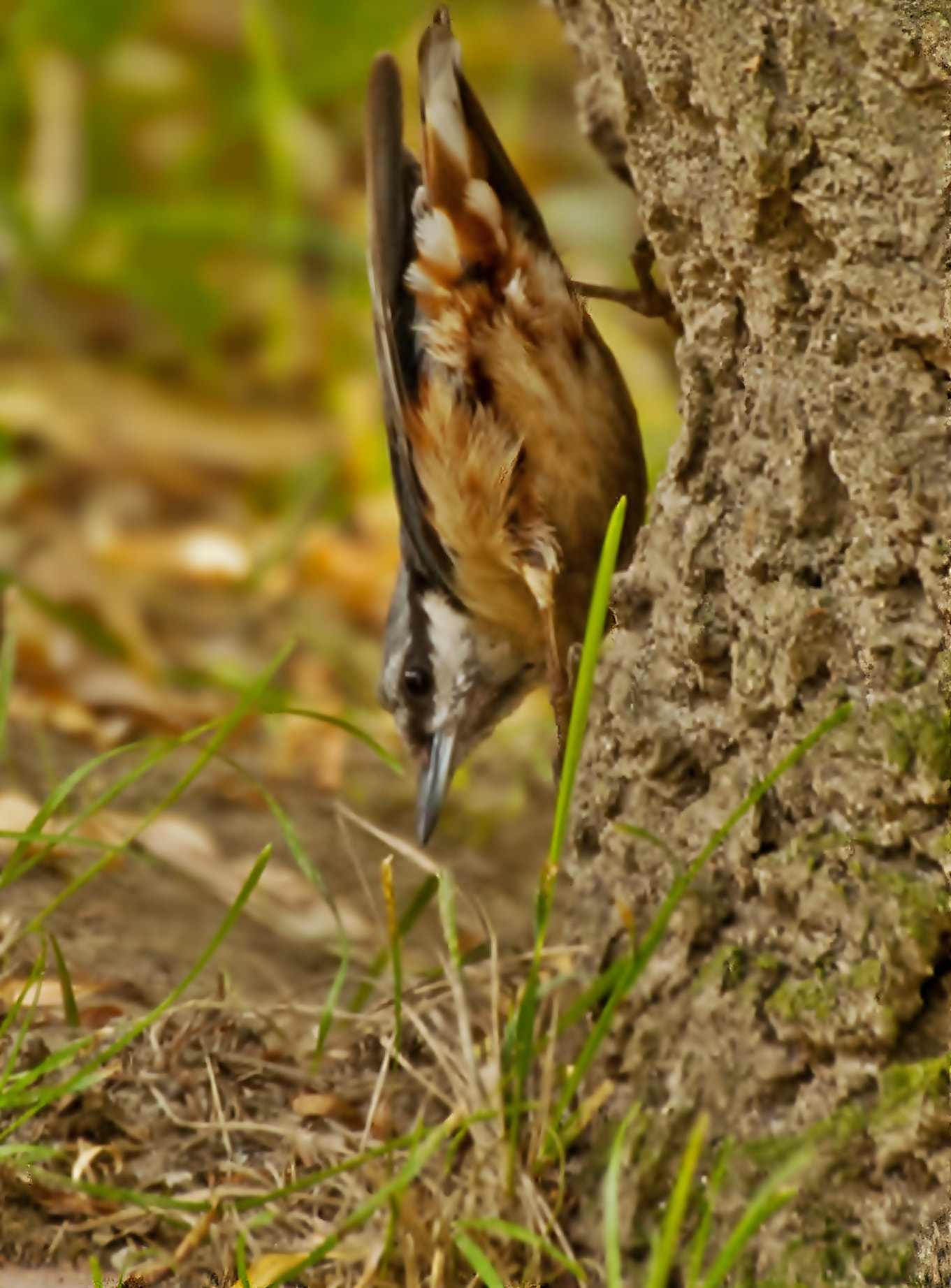Sony Alpha DSLR-A300 + DT 18-270mm F3.5-6.3 SSM sample photo. Kowalik photography