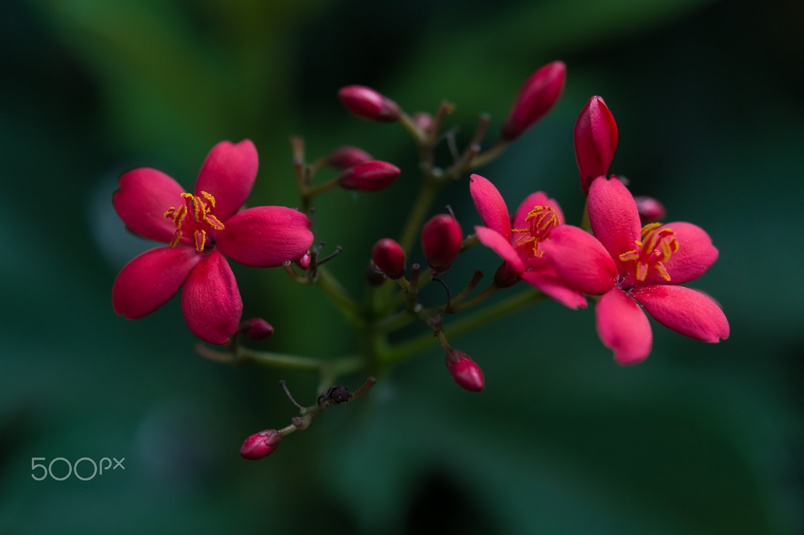 Nikon AF-S Micro-Nikkor 60mm F2.8G ED sample photo. Red spicyjatropha flower. photography